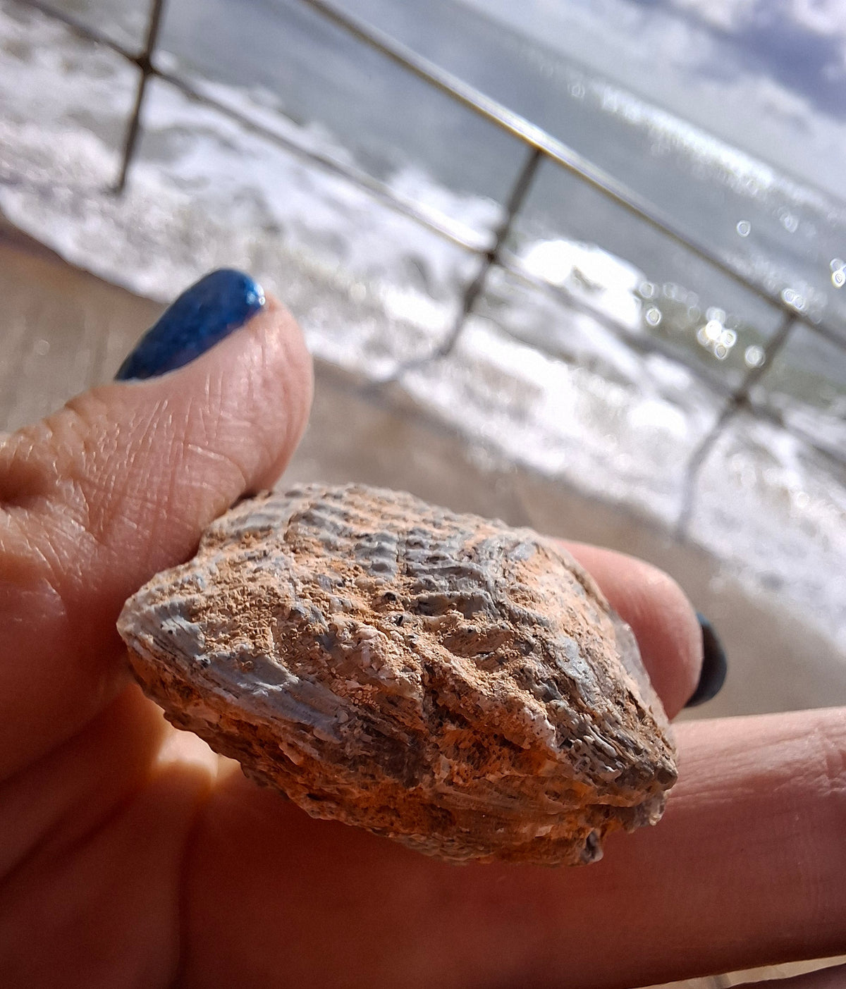 Chalcedony Oyster, Fossil (Ref: FO5)