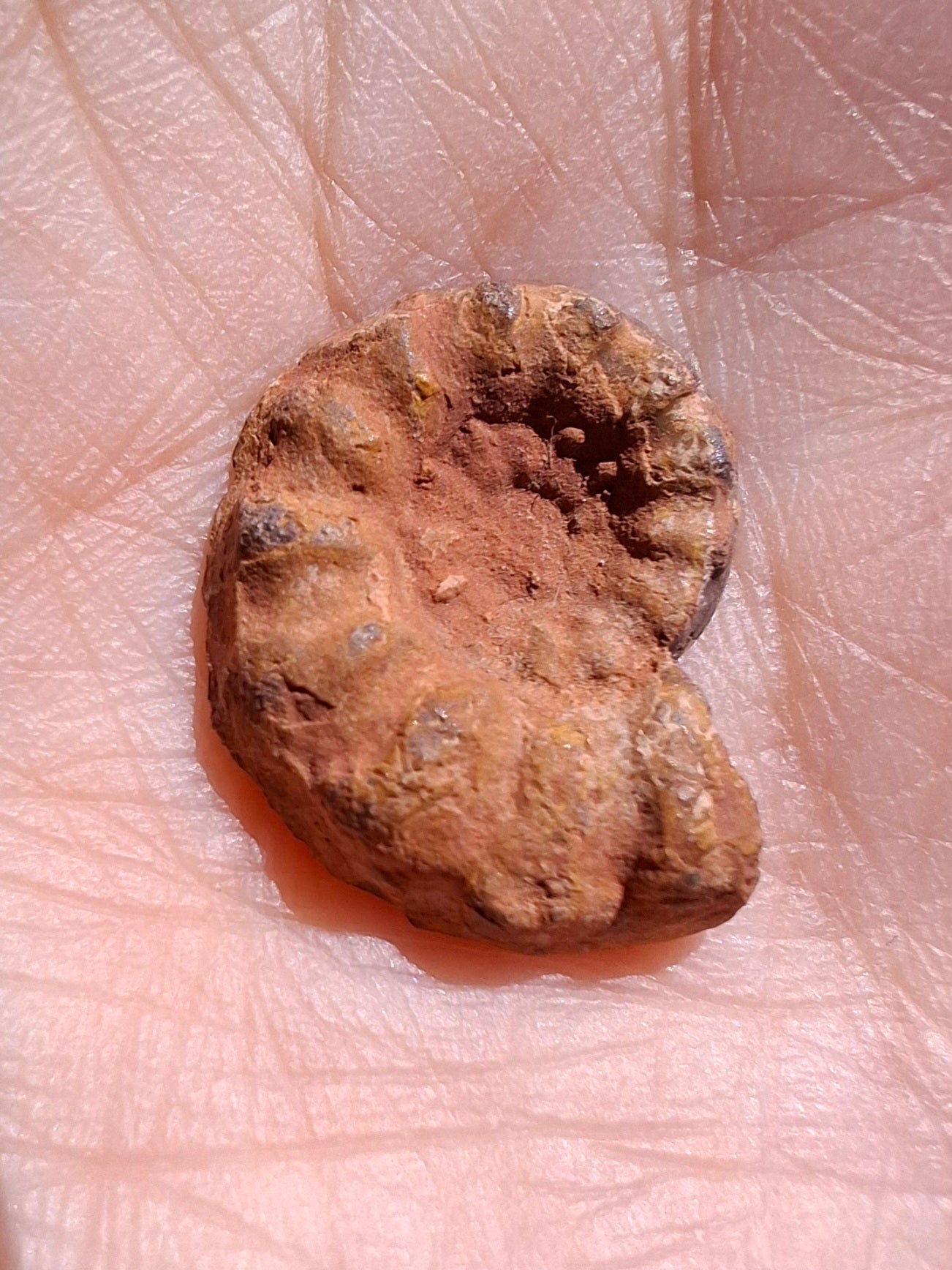 Small Haematite Ammonite HALF, 1.41g, Fossil (Ref: MA6)