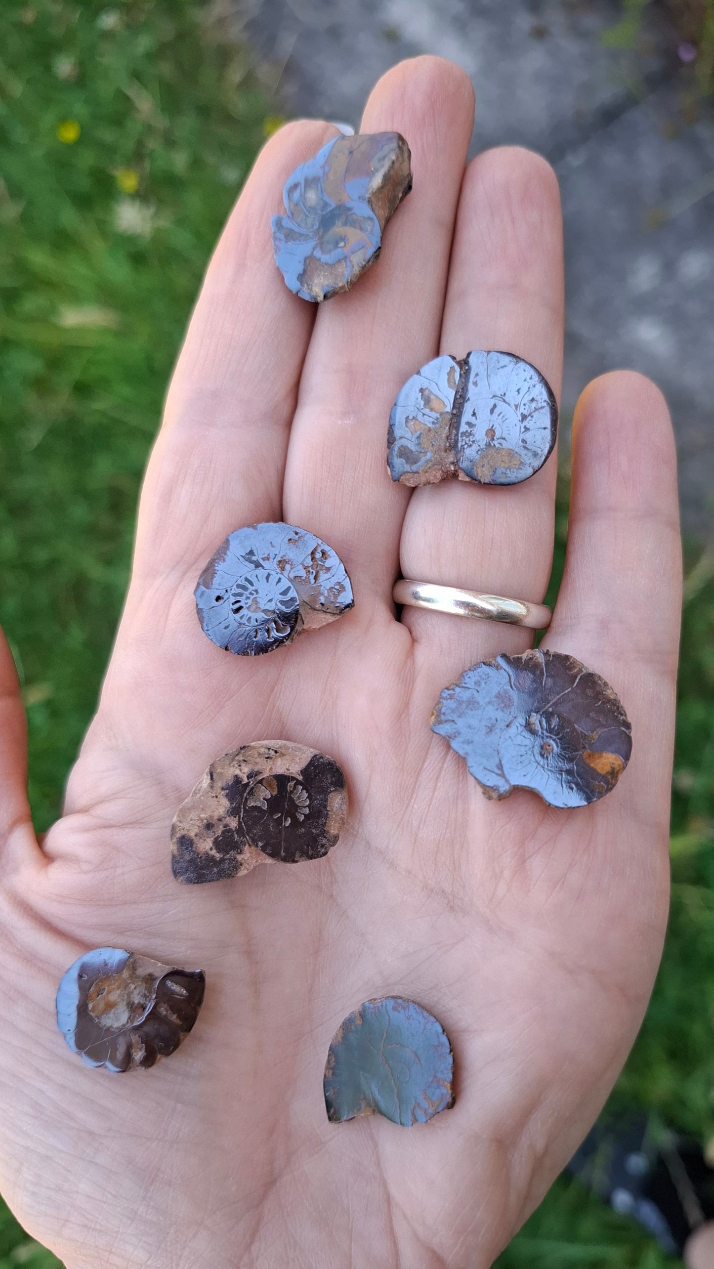 Small Haematite Ammonite Halves BUNDLE, (7 pcs), Fossil (Ref: MA13)