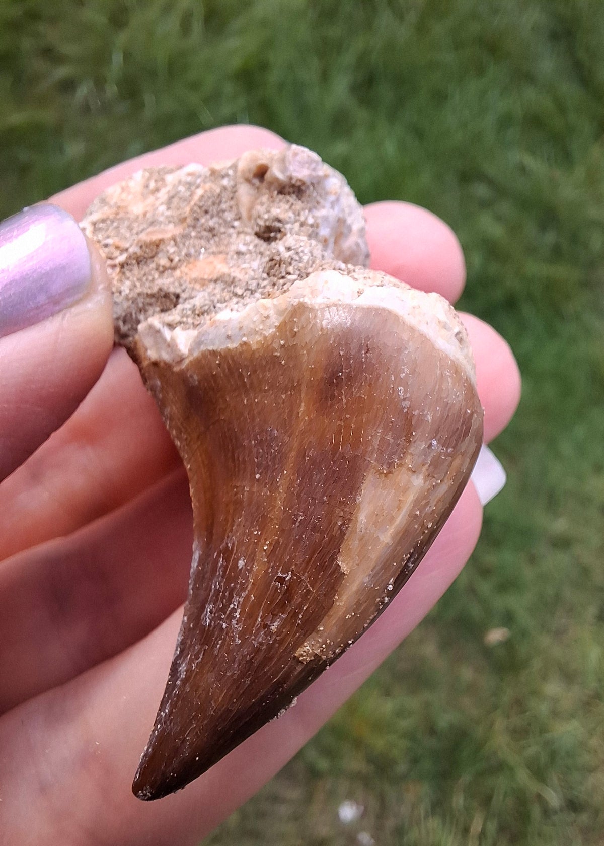 Mosasaurus Tooth with matrix, Fossil, (Ref: MTM1)