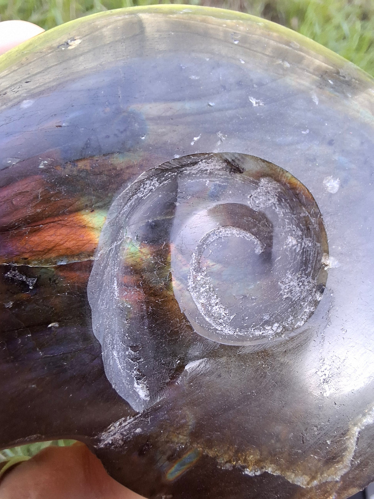 Labradorite Ammonite Carving, 160.21g, Crystal (Ref: laba4)