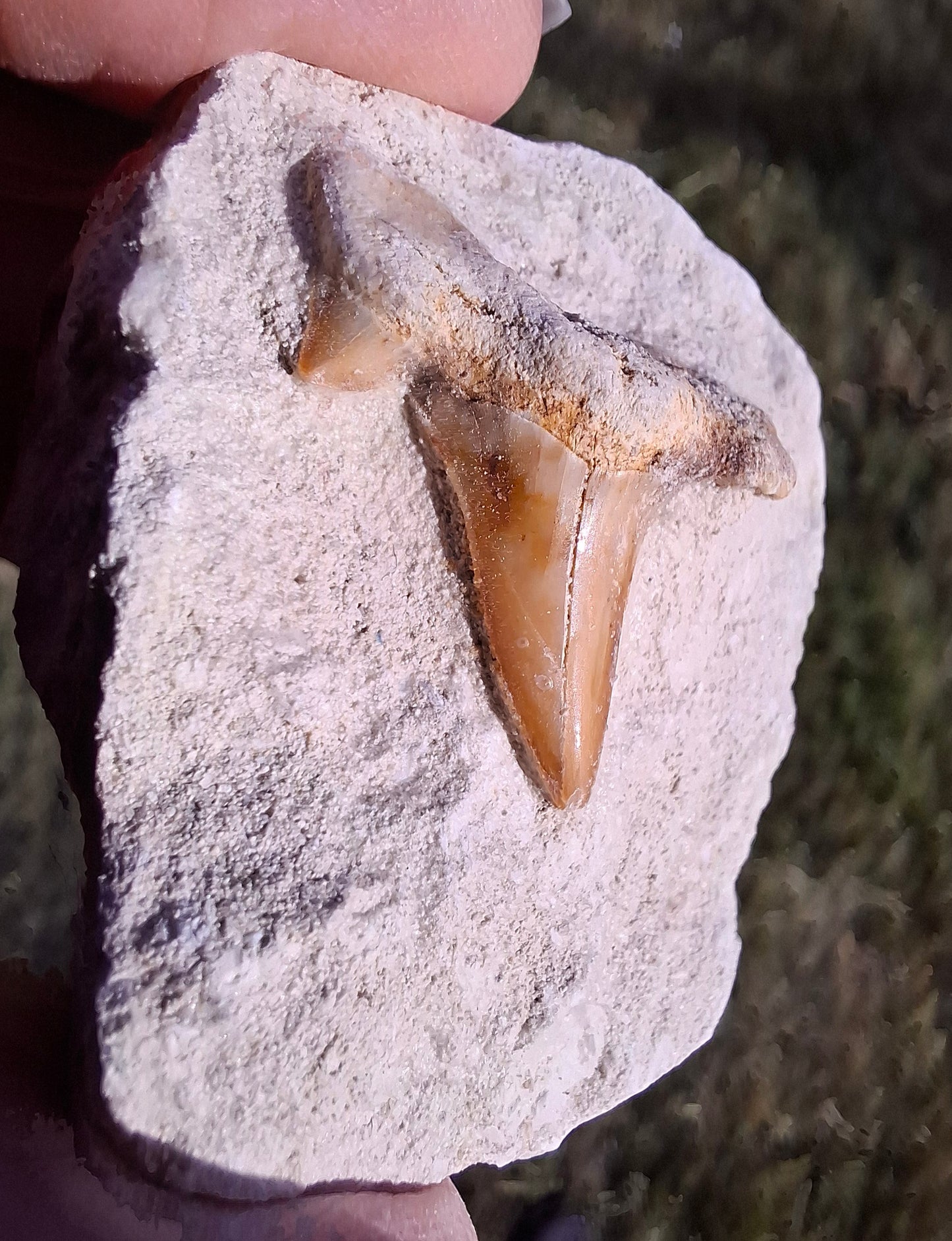 Otodus Shark Tooth, Fossil (Ref: OT4)