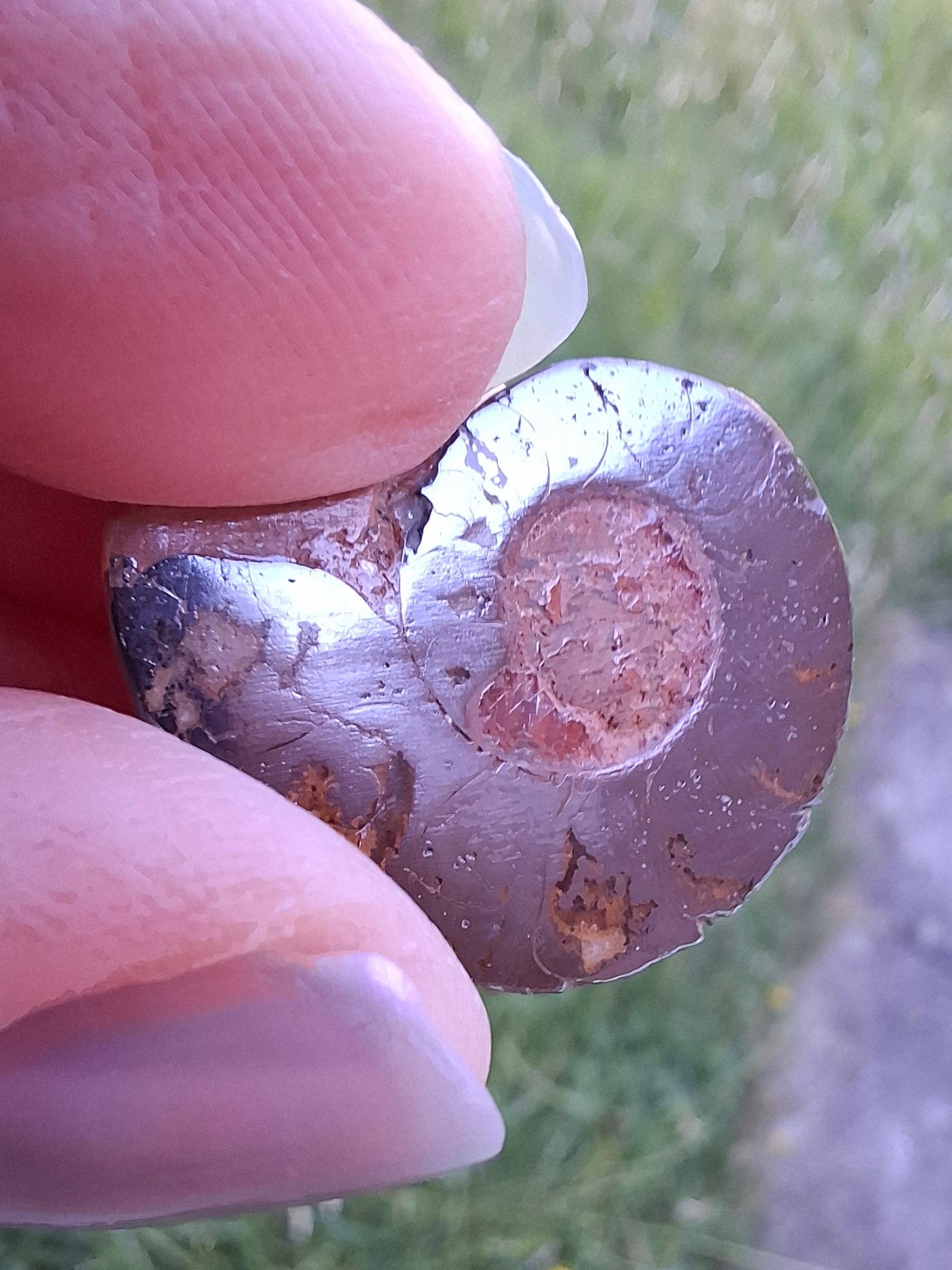 Small Haematite Ammonite HALF, (2.91g), Fossil (Ref: MA1)