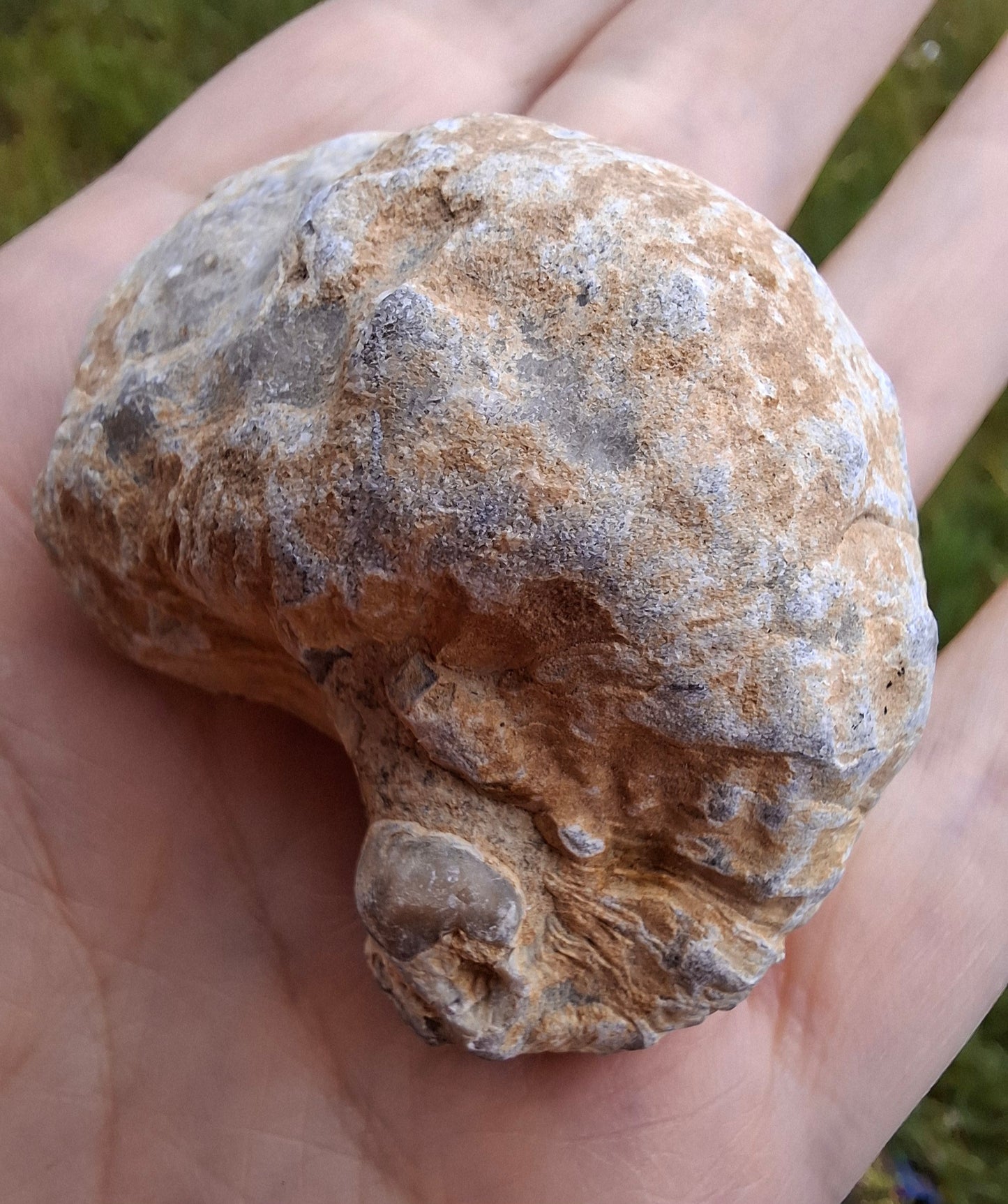 Gryphaea (Devil's Toenail), 57.53g, Fossil (Ref: G2)