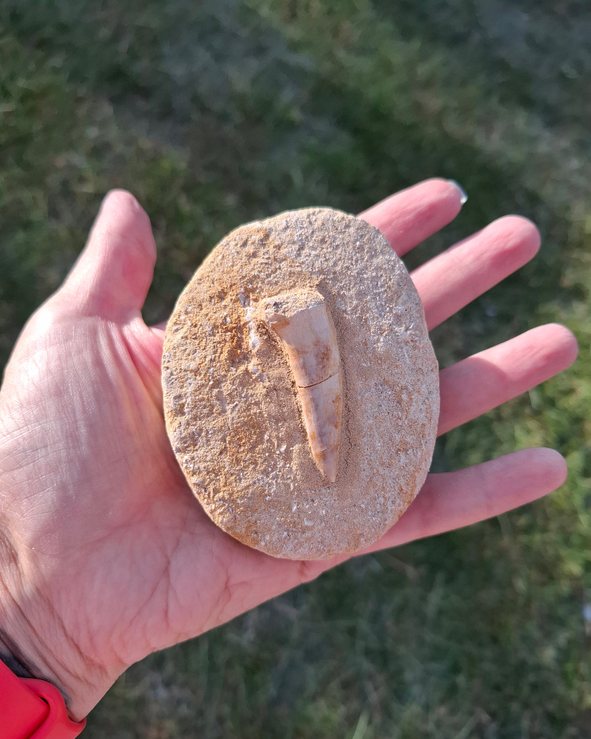 Enchodus Sabre Tooth, Fossil (Ref: ES5)