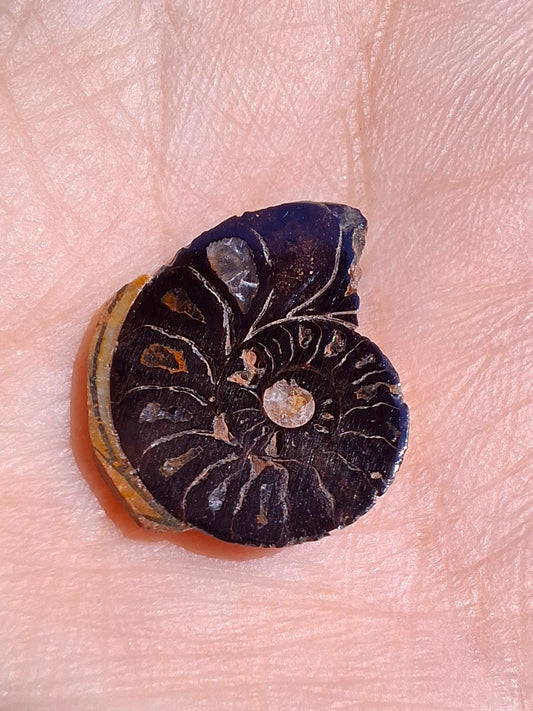Small Haematite Ammonite HALF, 1.32g, Fossil (Ref: MA5)