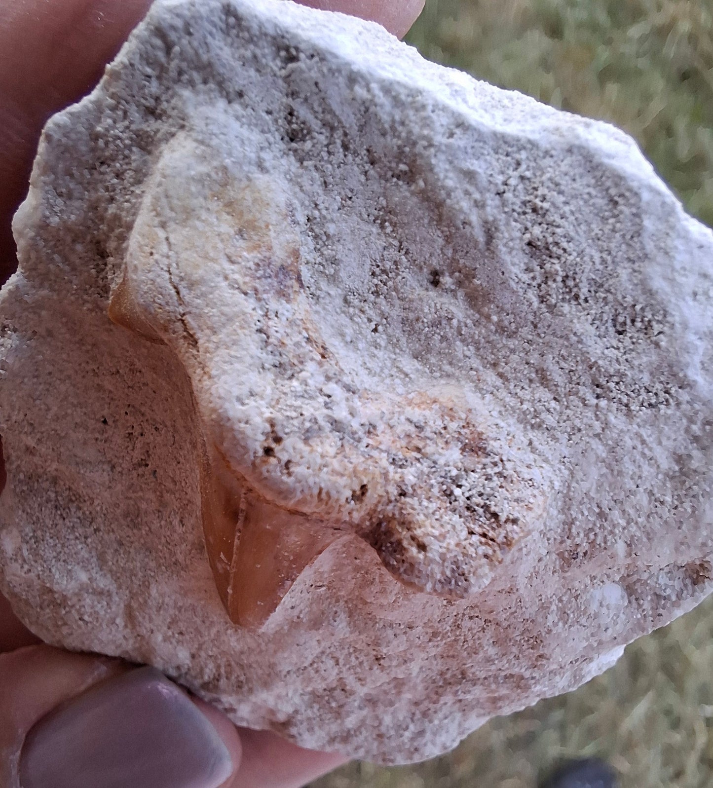 Otodus Shark Tooth, Fossil (Ref: OT4)
