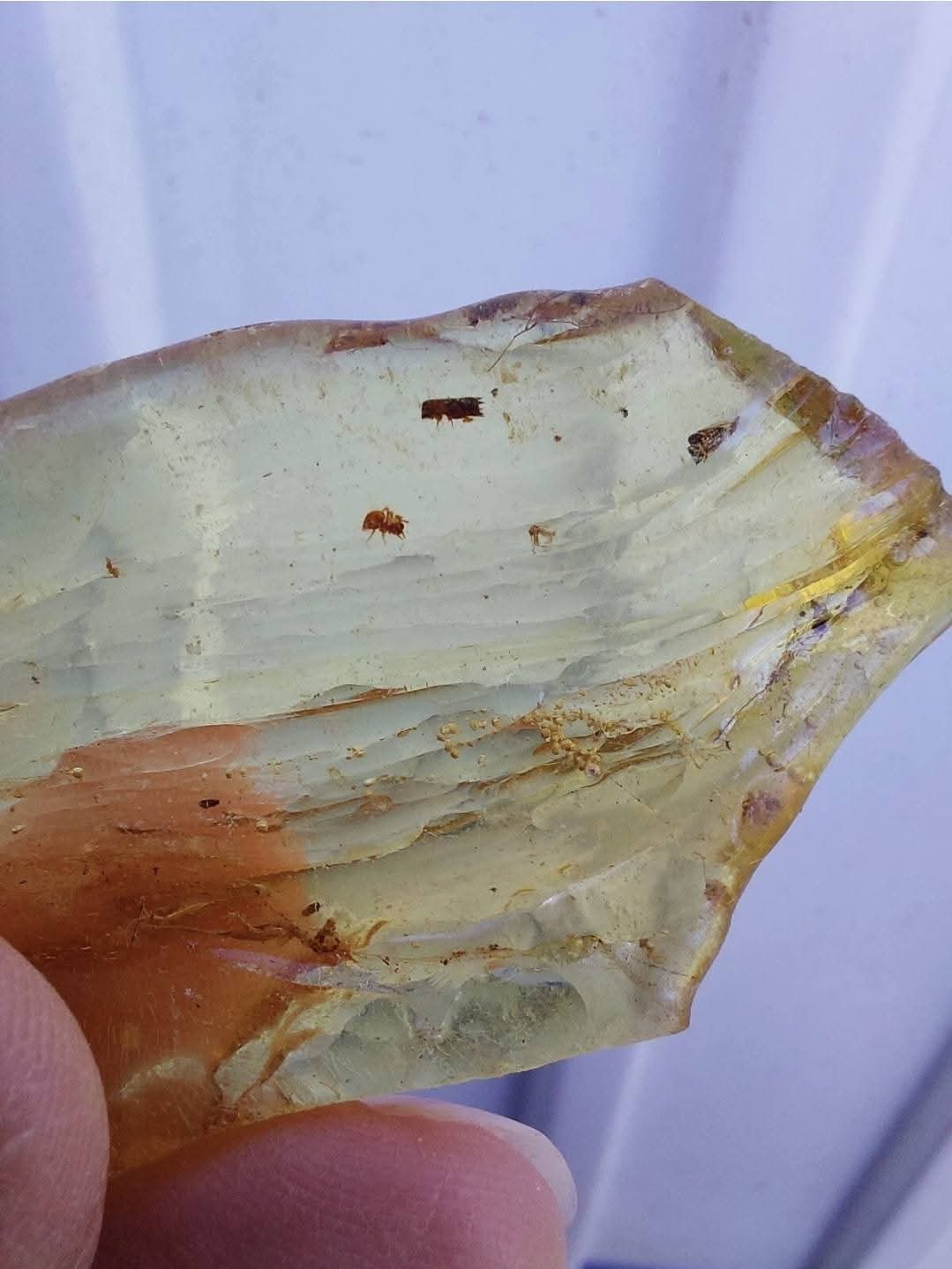 Copal Young Amber with INSECTS inside, 6.42g, Fossil (Ref: CA38)