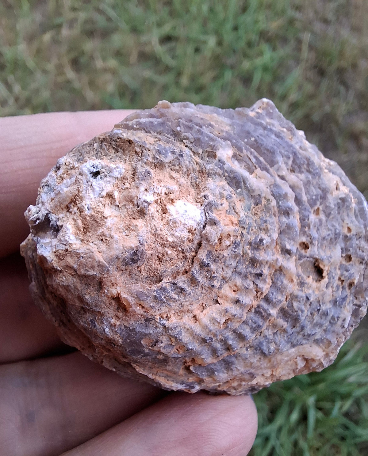 Chalcedony Oyster, Fossil (Ref: FO3)