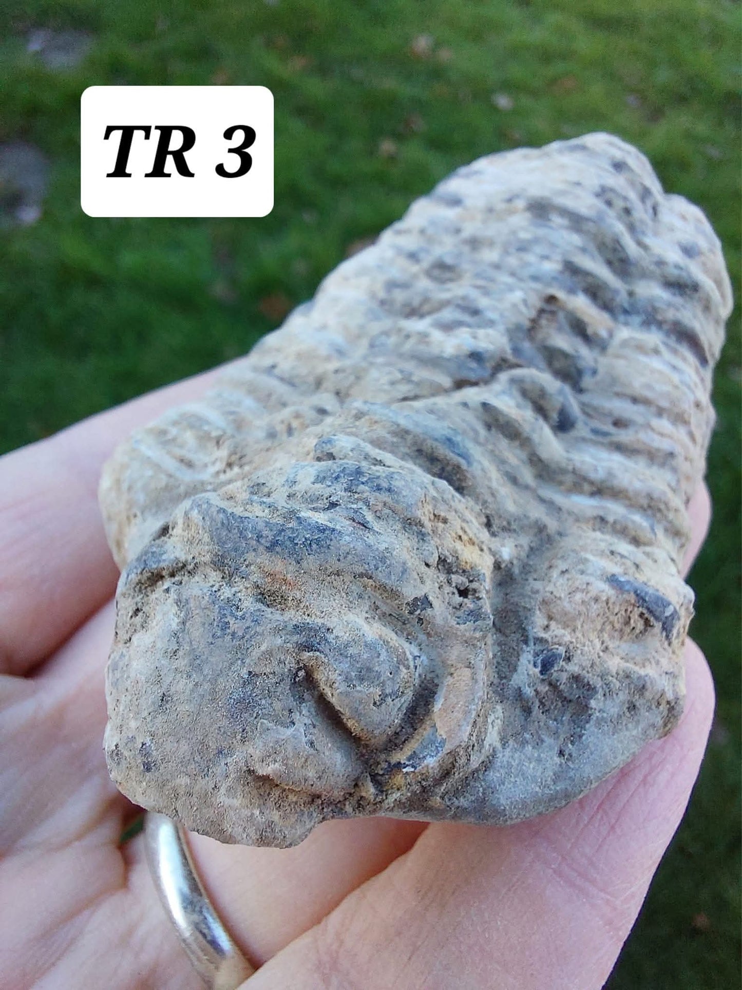 Trilobite (Flexicalymene), 83.86g, Fossil (Ref: TR3)