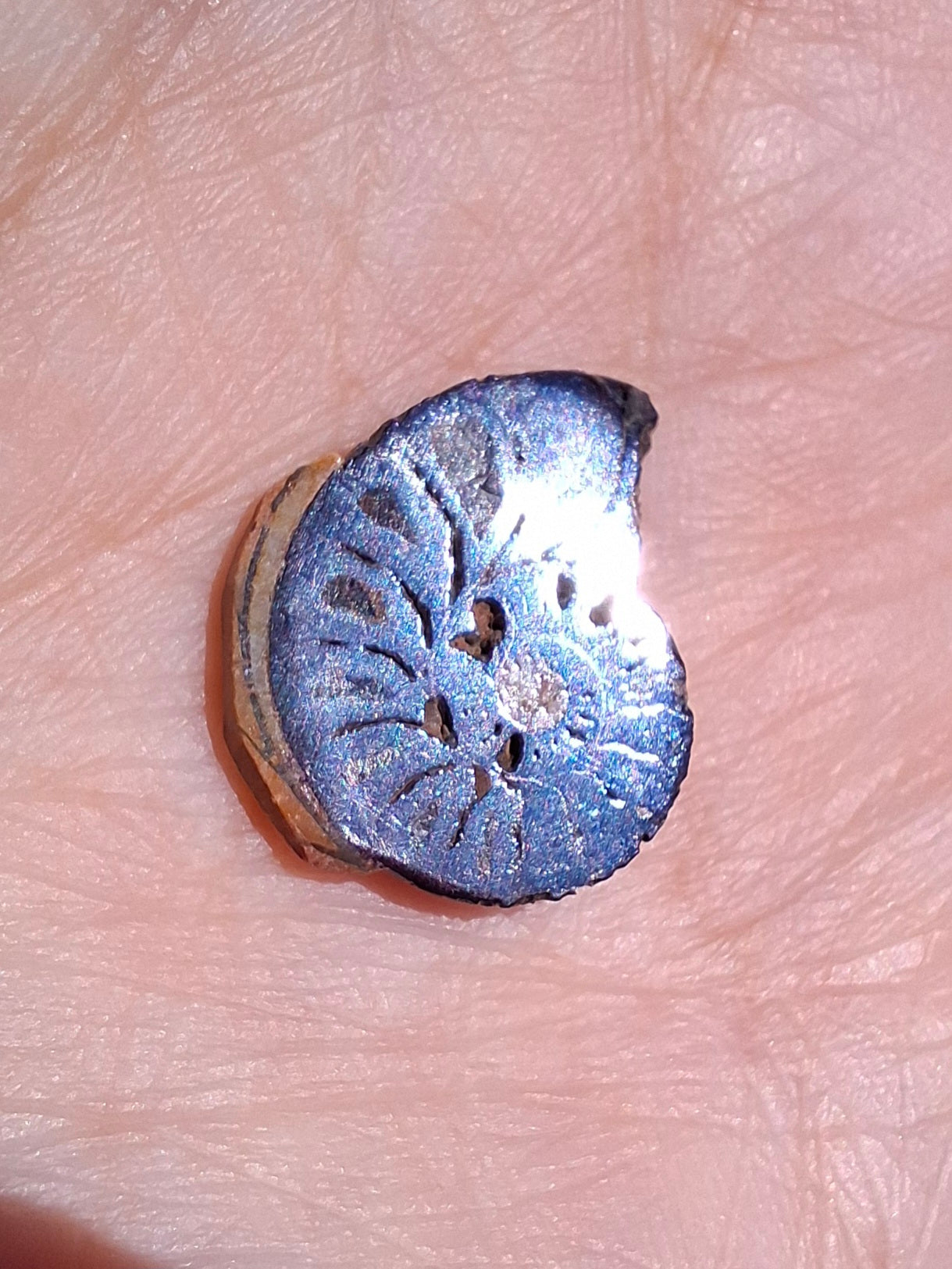 Small Haematite Ammonite HALF, 1.32g, Fossil (Ref: MA5)