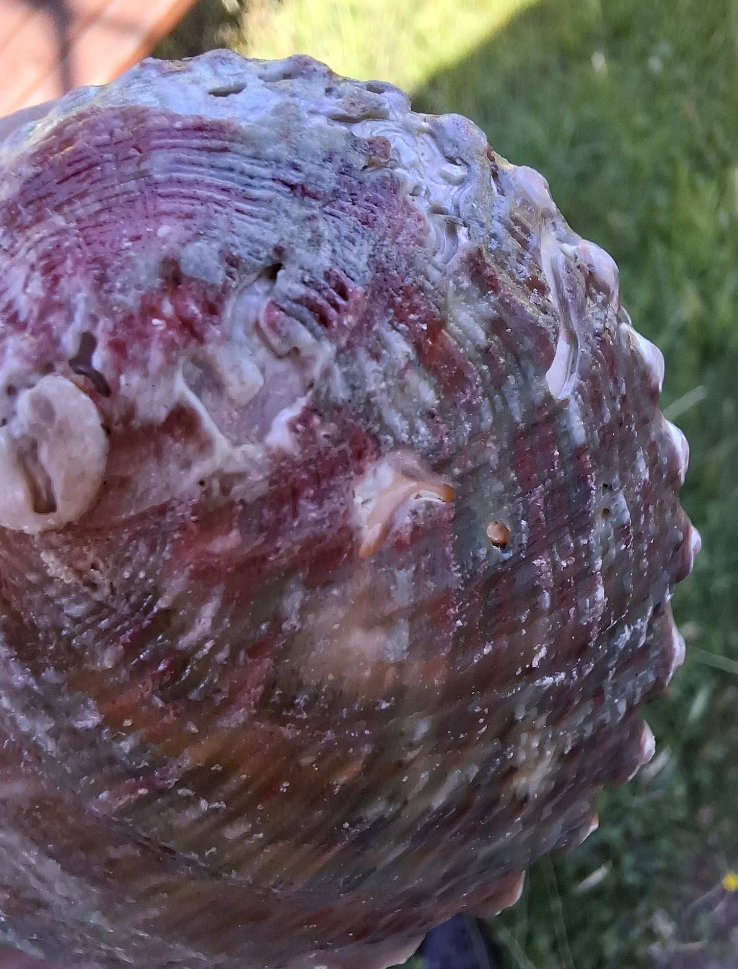 Abalone Shell, (Ref: SH2)