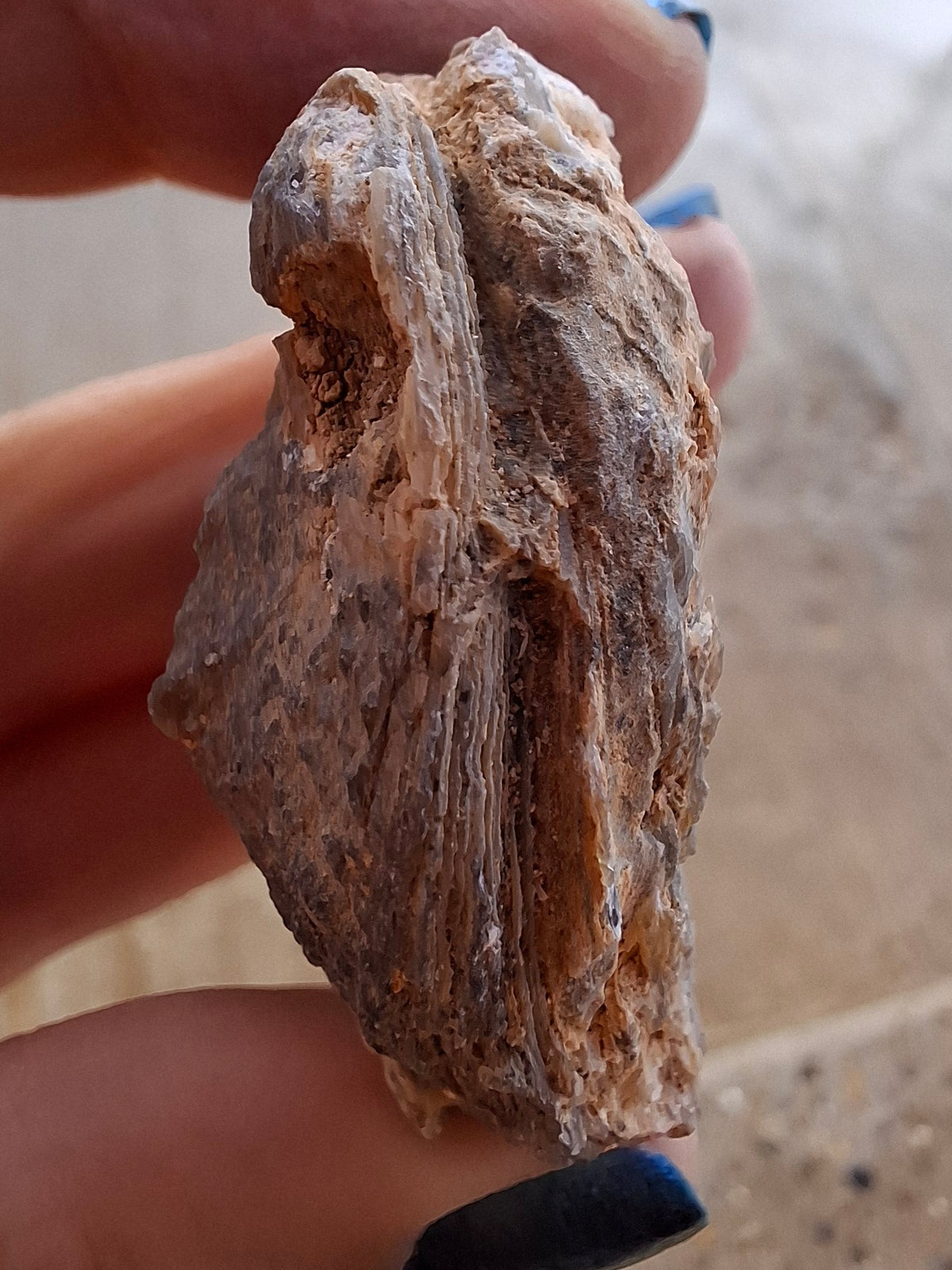 Chalcedony Oyster, Fossil (Ref: FO3)