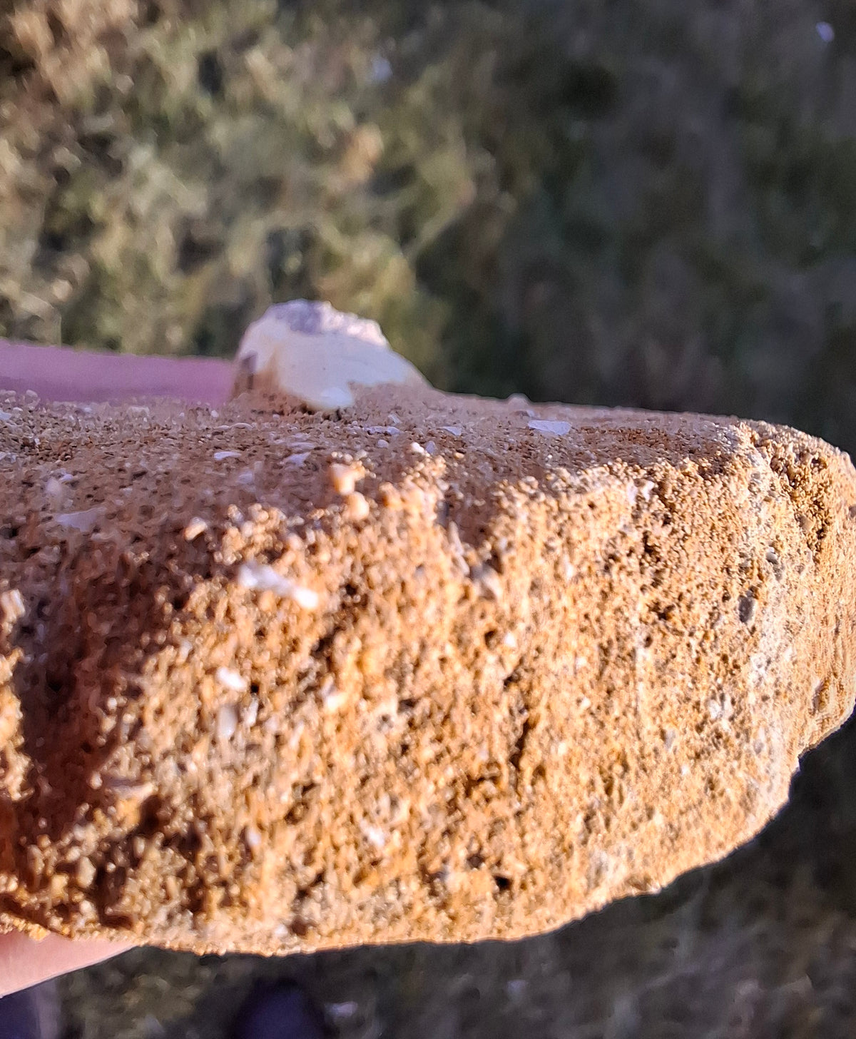 Enchodus Sabre Tooth, Fossil (Ref: ES6)
