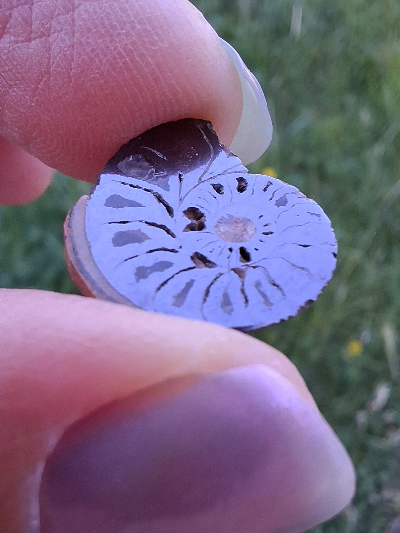 Small Haematite Ammonite HALF, 1.32g, Fossil (Ref: MA5)