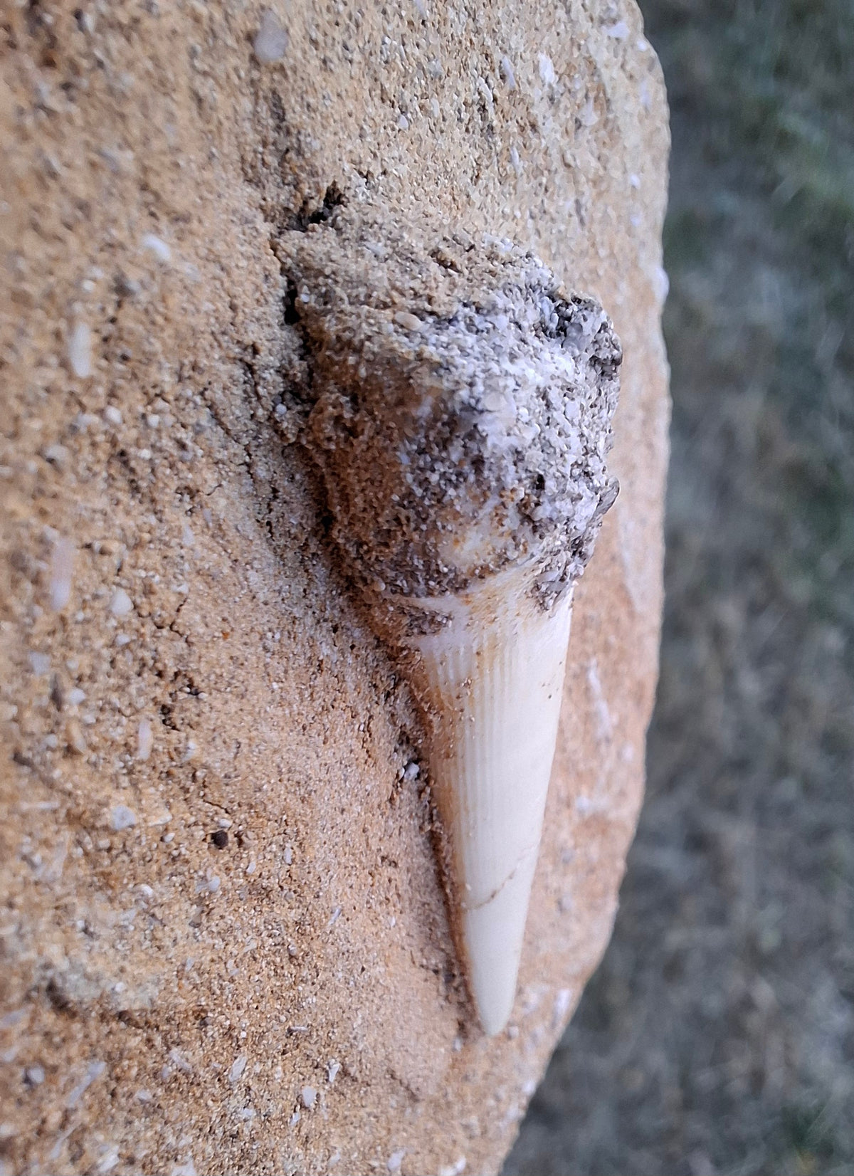 Enchodus Sabre Tooth, Fossil (Ref: ES6)