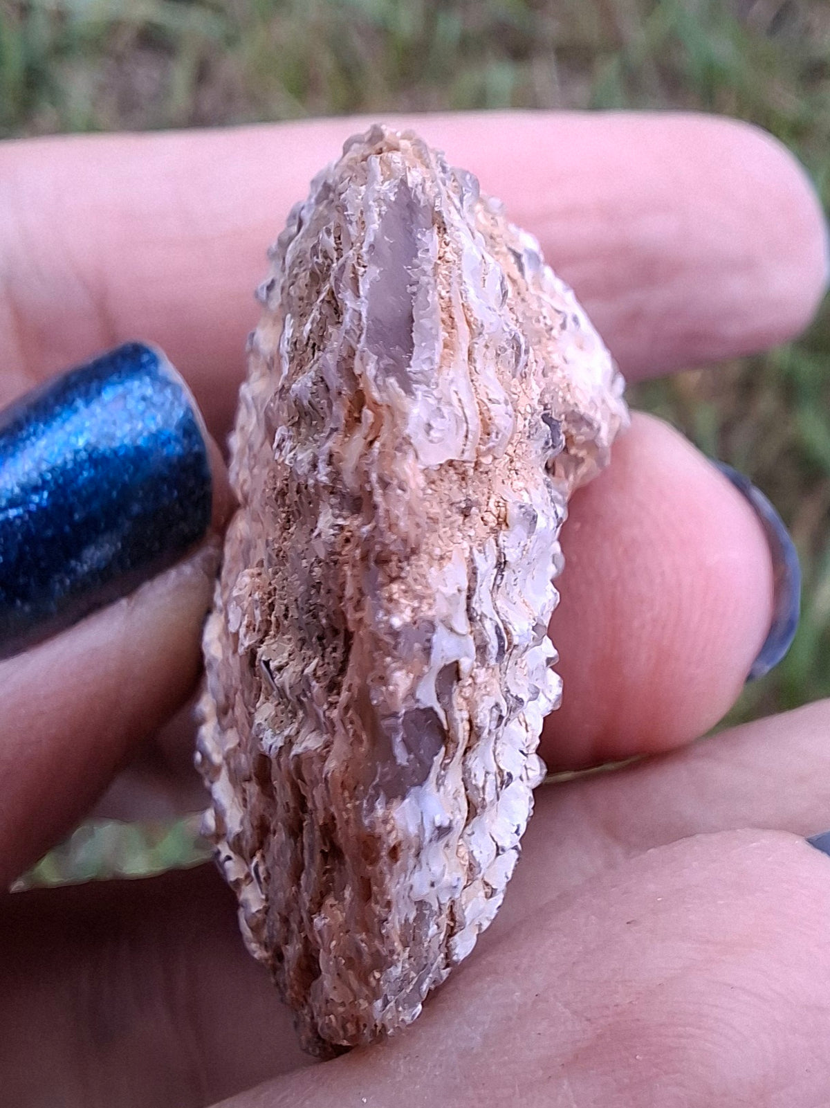 Chalcedony Oyster, Fossil (Ref: FO8)