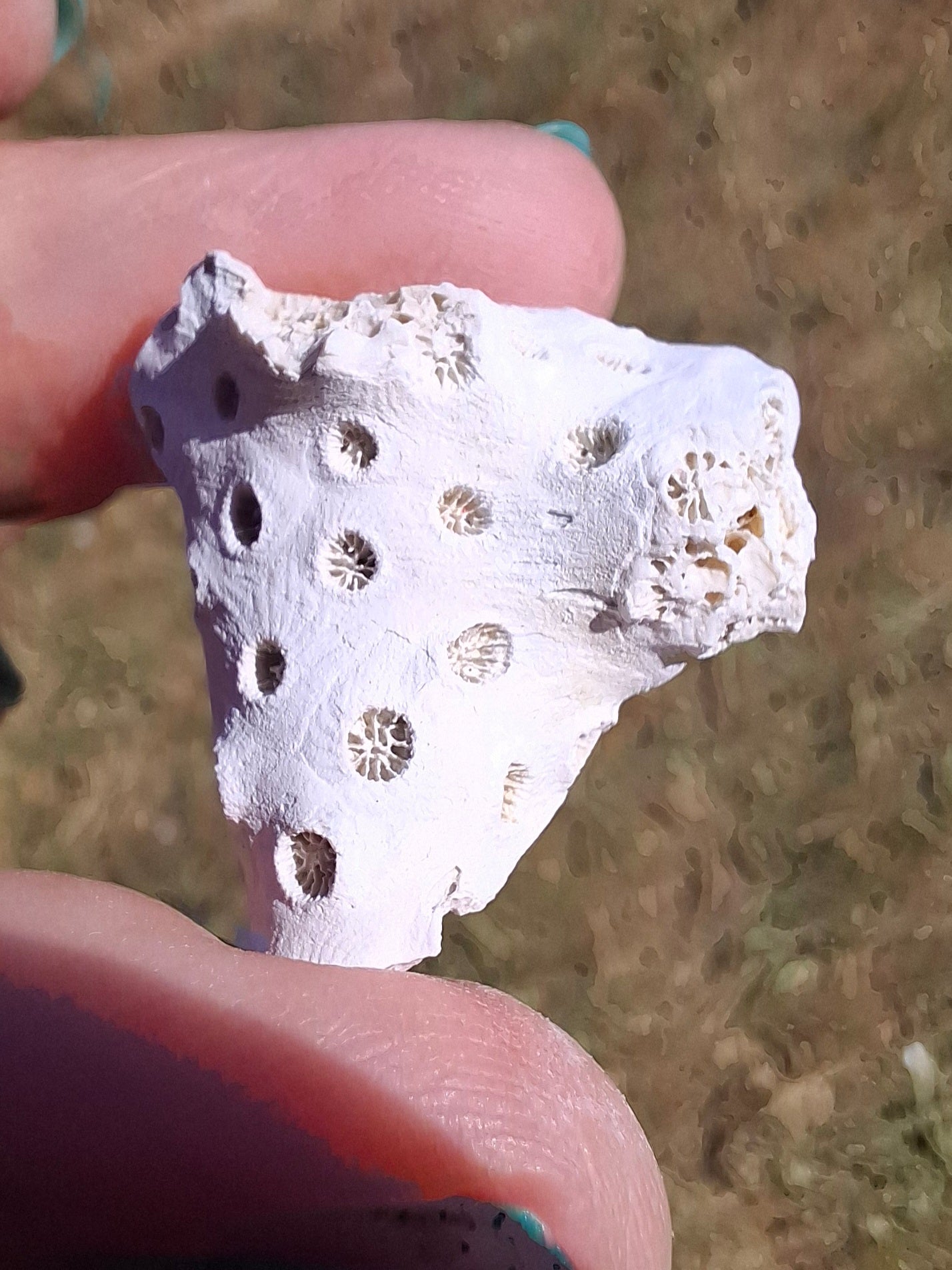 Fossil Coral, (Ref: FC1)