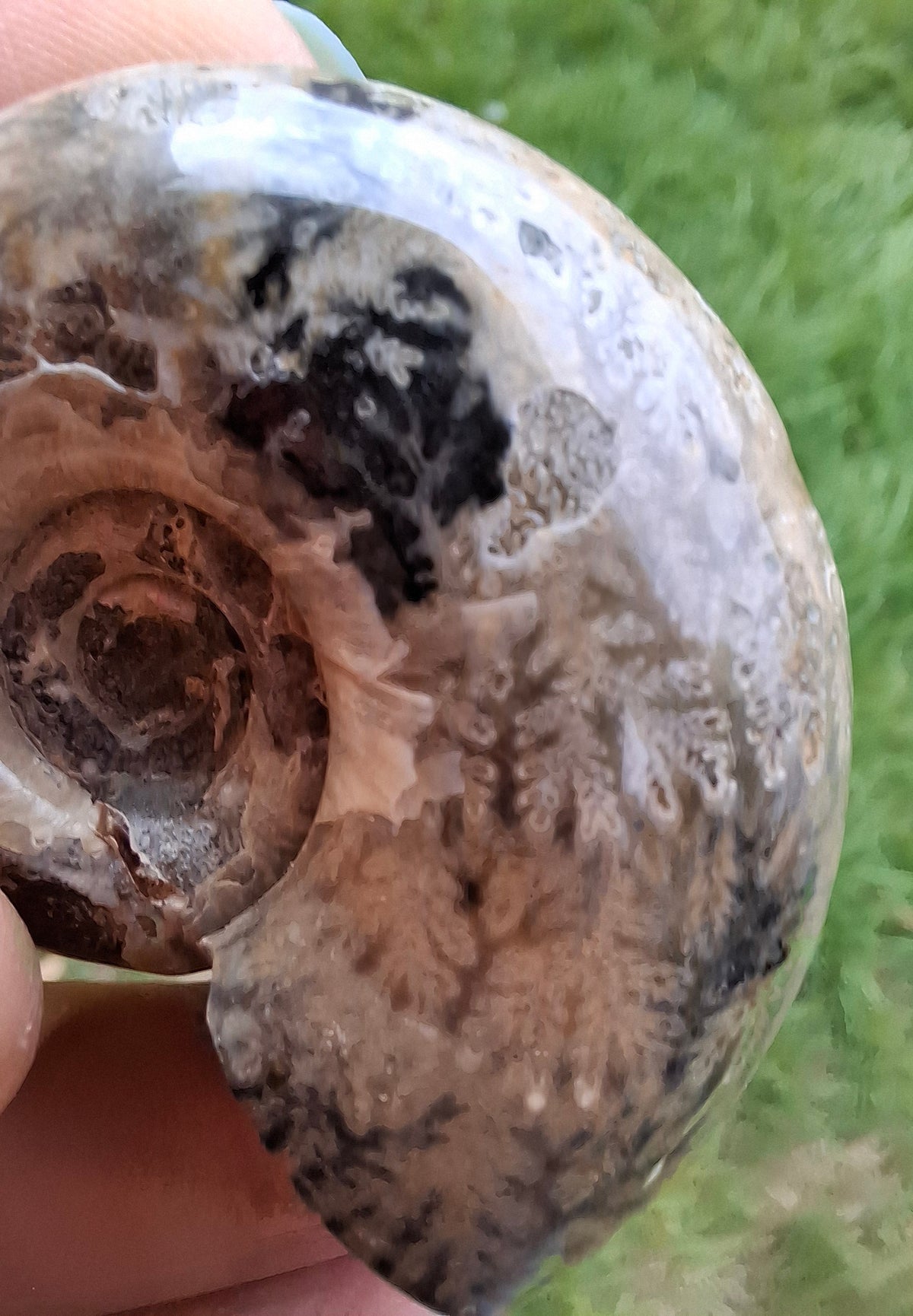 Polished Ammonite, Fossil (Ref: AMM1)