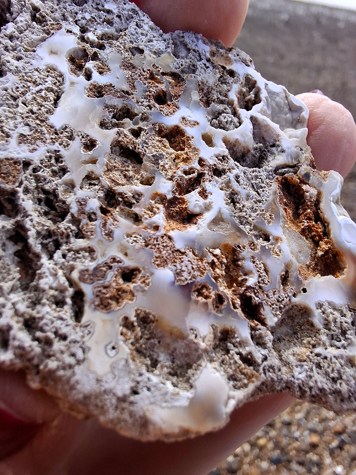 Fossilised Coral replaced by Chalcedony/Agate, Fossil (Ref: FCA2)