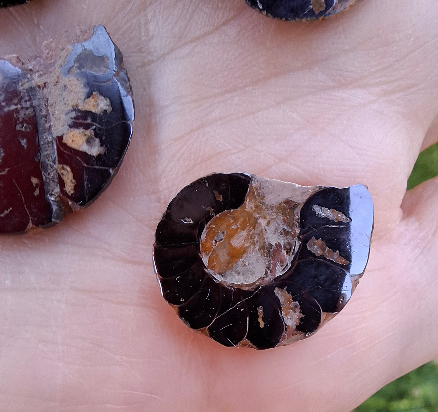Small Haematite Ammonite Halves BUNDLE, (7 pcs), Fossil (Ref: MA13)