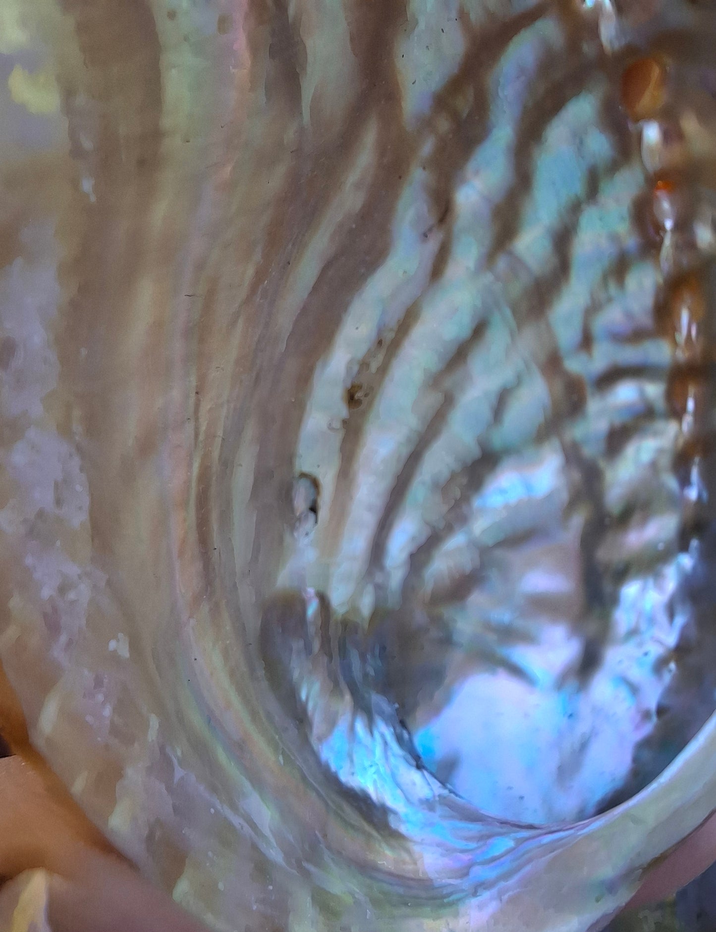 Abalone Shell, (Ref: SH3)