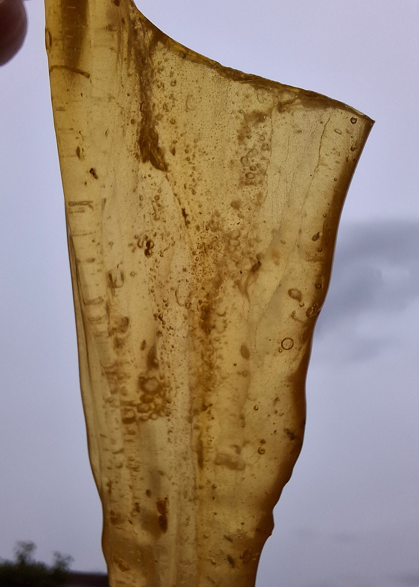 Copal Young Amber with INSECTS inside, 18.29g, Fossil (Ref: CA33)