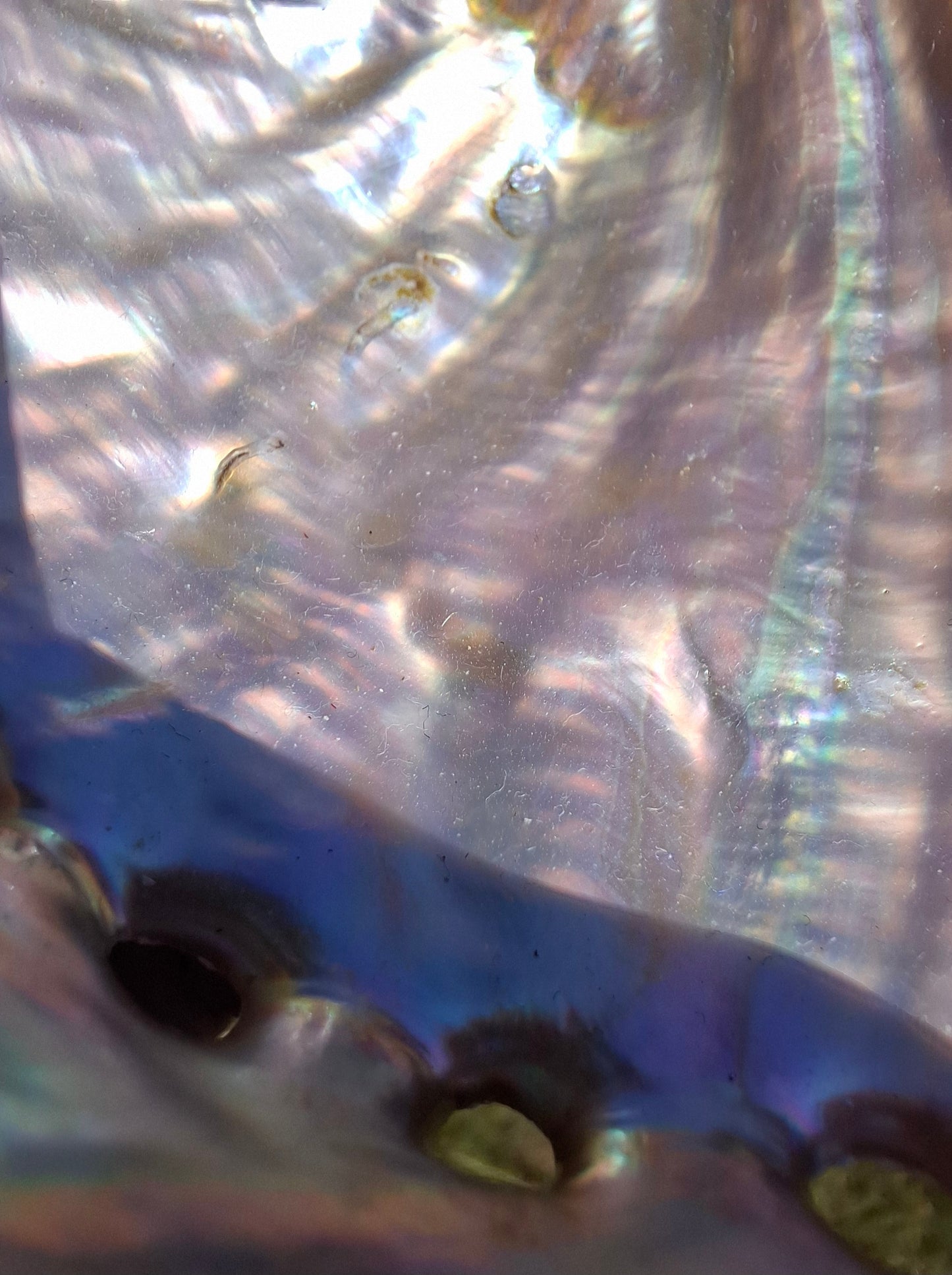 Abalone Shell, (Ref: SH3)