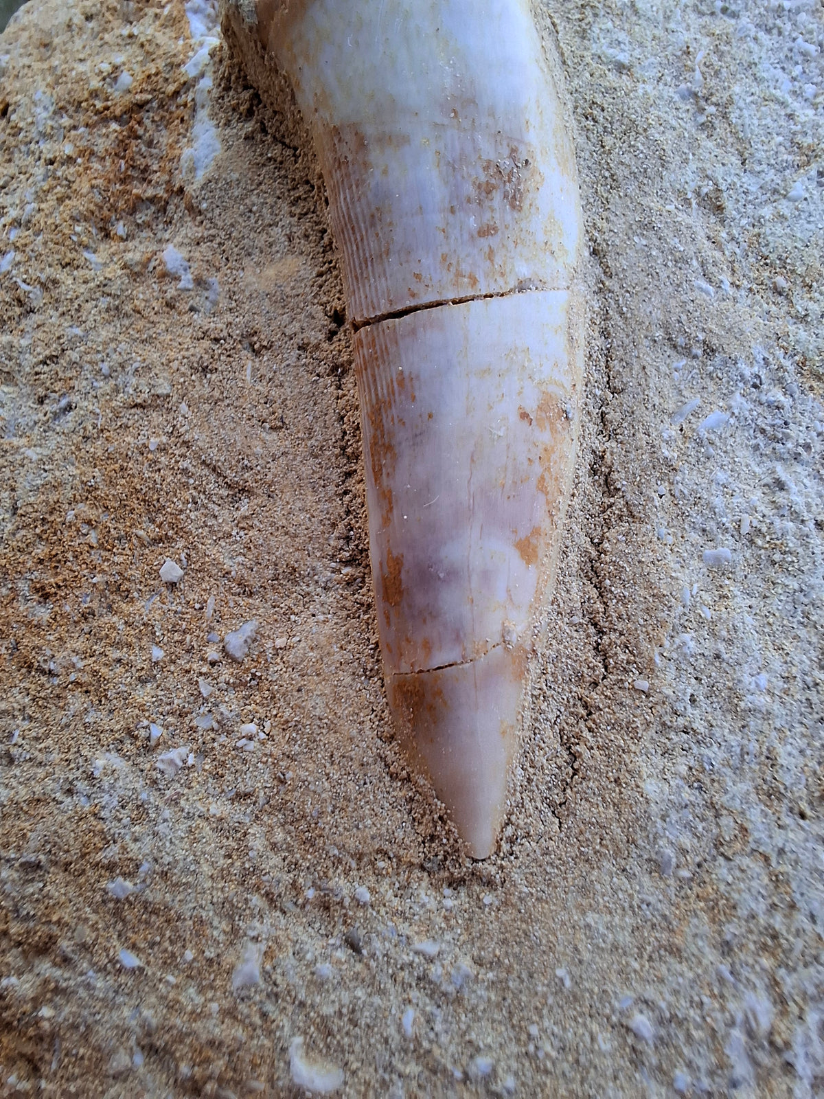 Enchodus Sabre Tooth, Fossil (Ref: ES5)