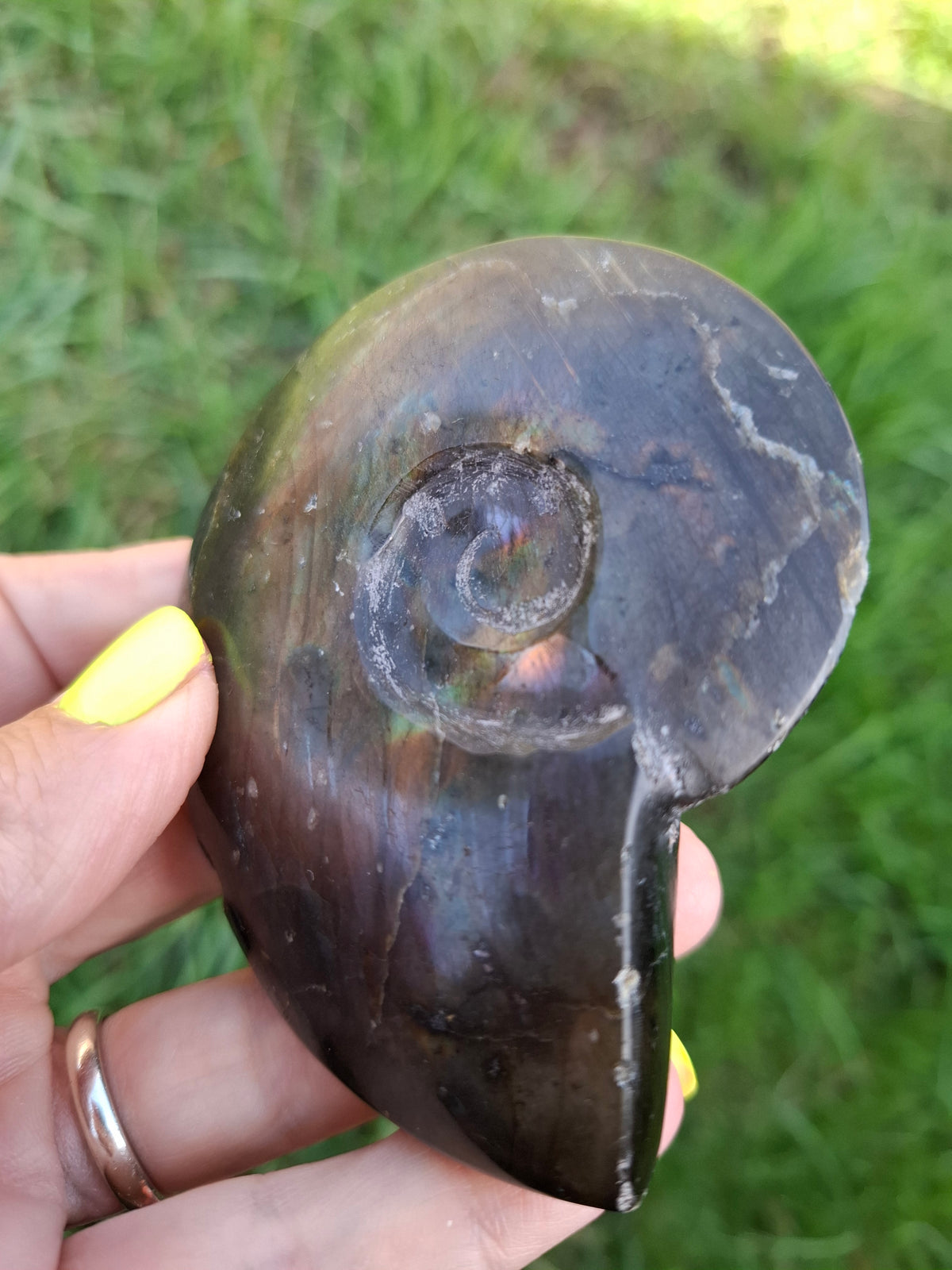 Labradorite Ammonite Carving, 160.21g, Crystal (Ref: laba4)