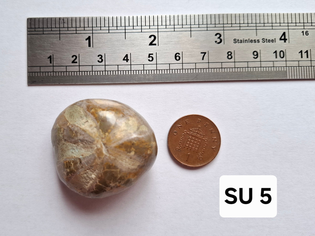 Polished Sea Urchin, Fossil (Ref: SU5)