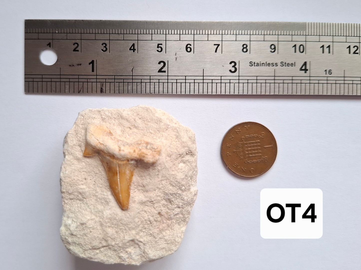 Otodus Shark Tooth, Fossil (Ref: OT4)