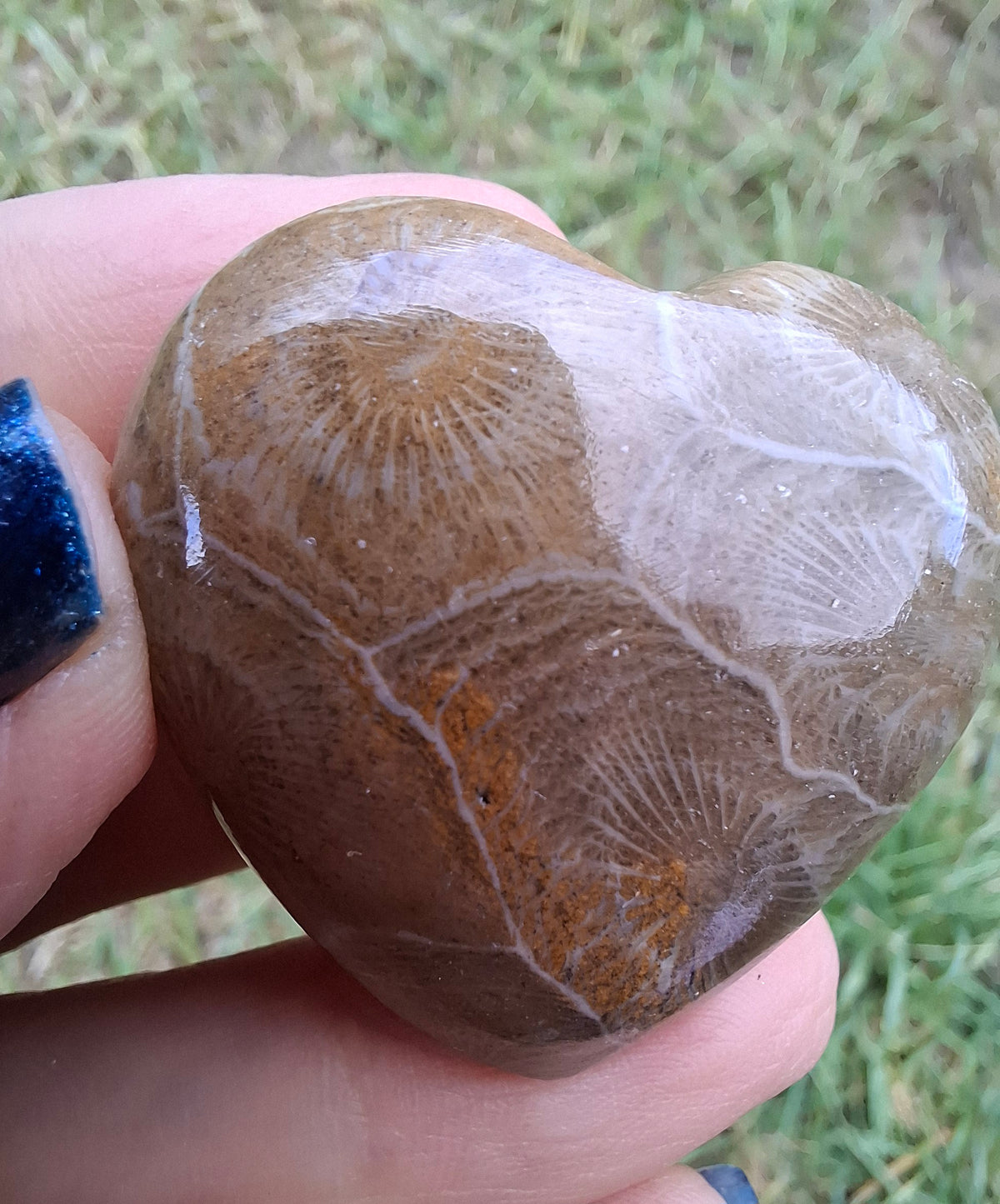 Fossil Coral Heart (Ref: CoH3)
