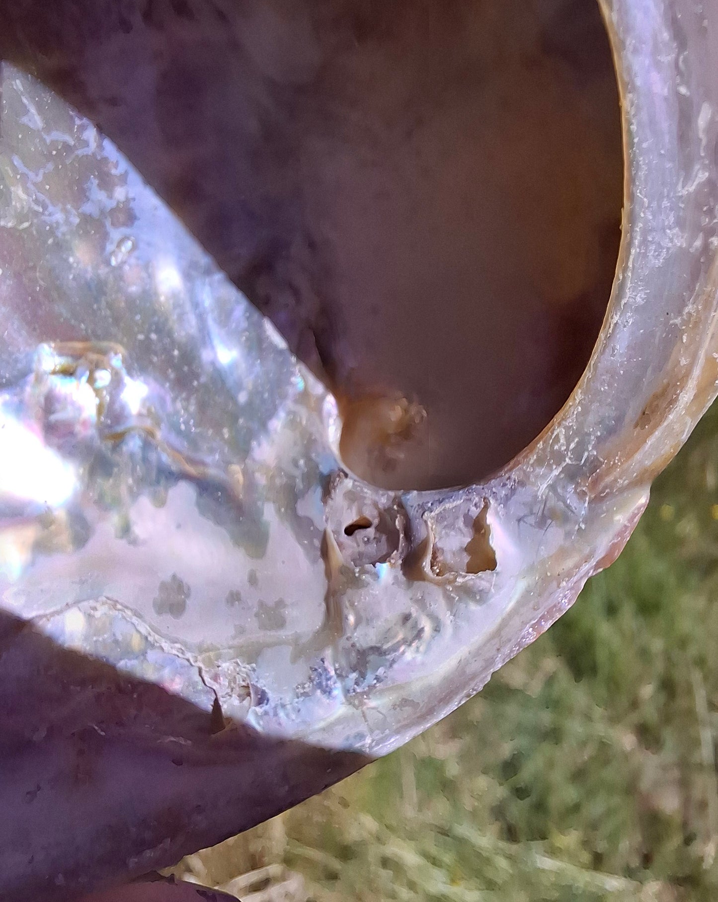 Abalone Shell, (Ref: SH1)