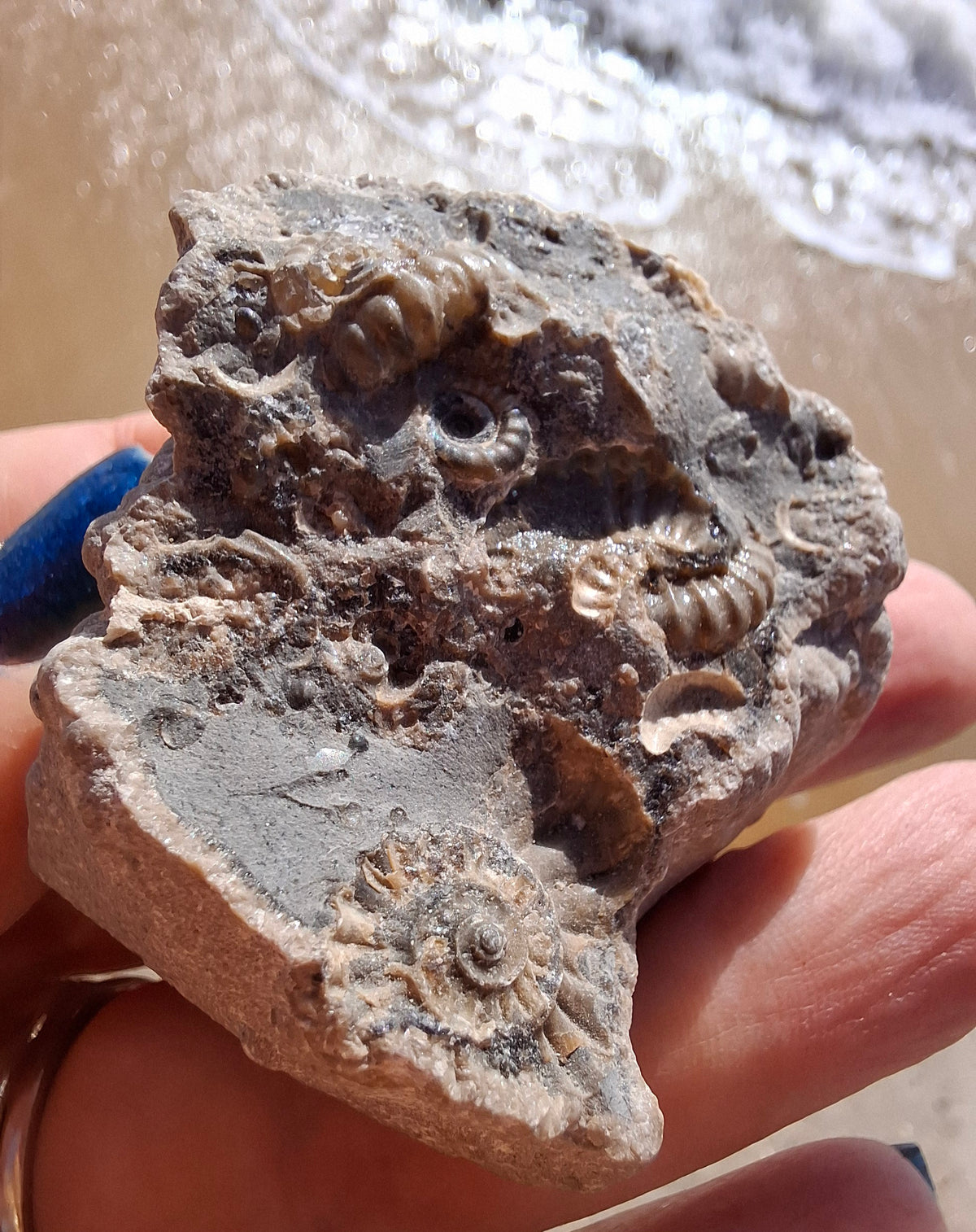 Ammonite Cluster, Fossil (Ref: ACL1)