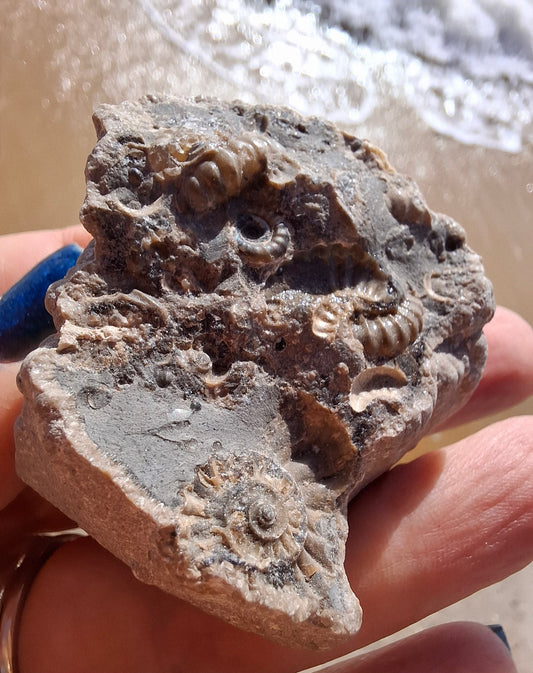Ammonite Cluster, Fossil (Ref: ACL1)