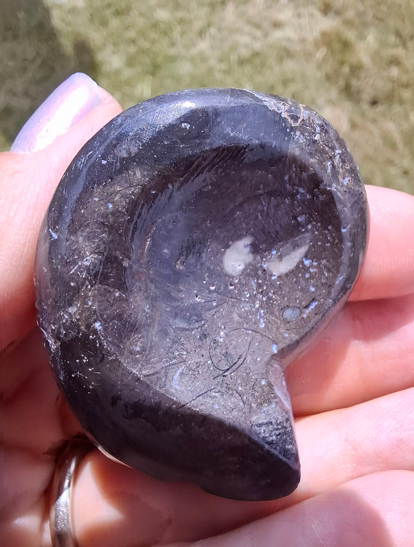 Goniatite, Fossil (Ref: GA8)