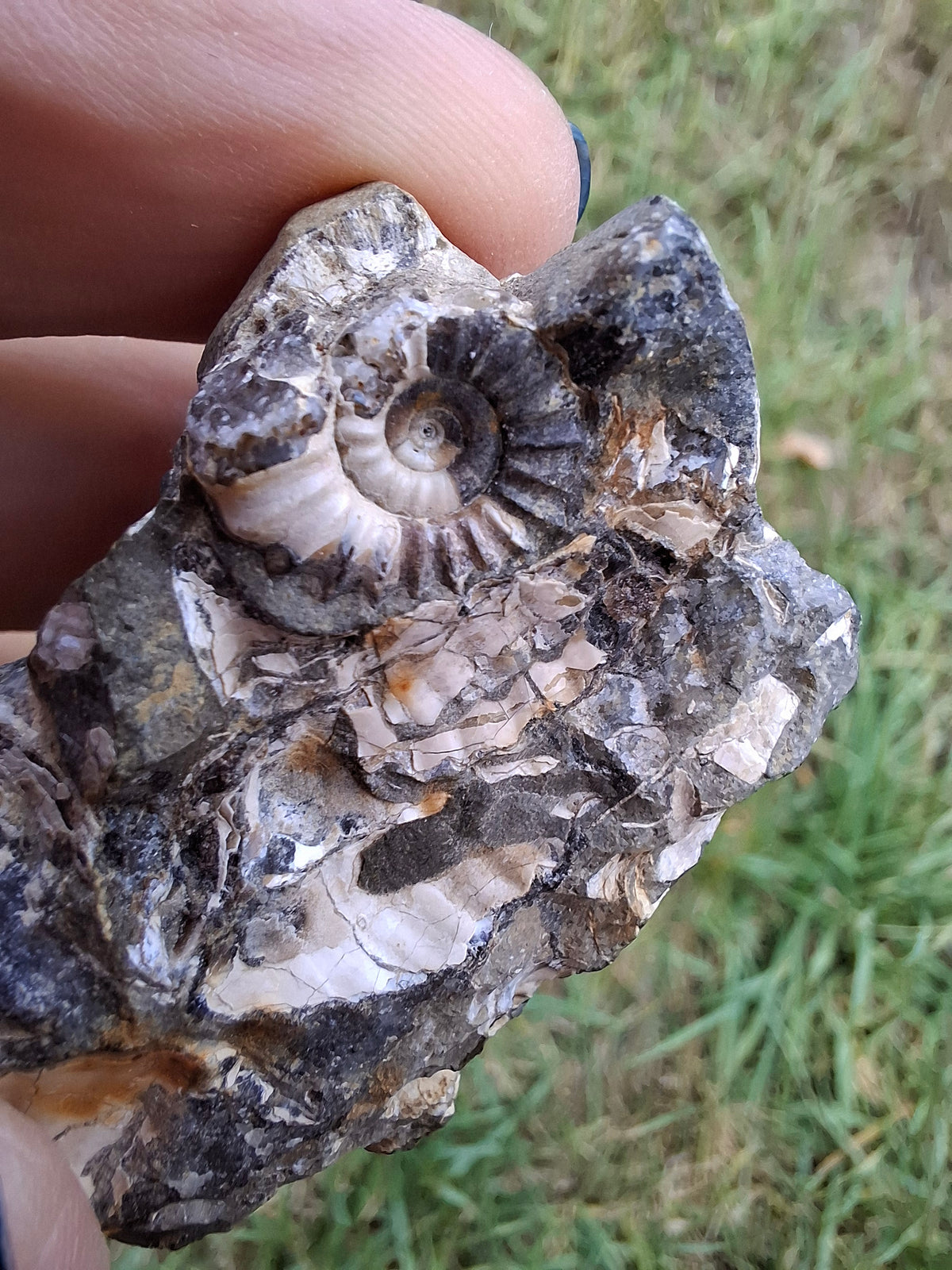 Ammonite Cluster, Fossil (Ref: ACL3)