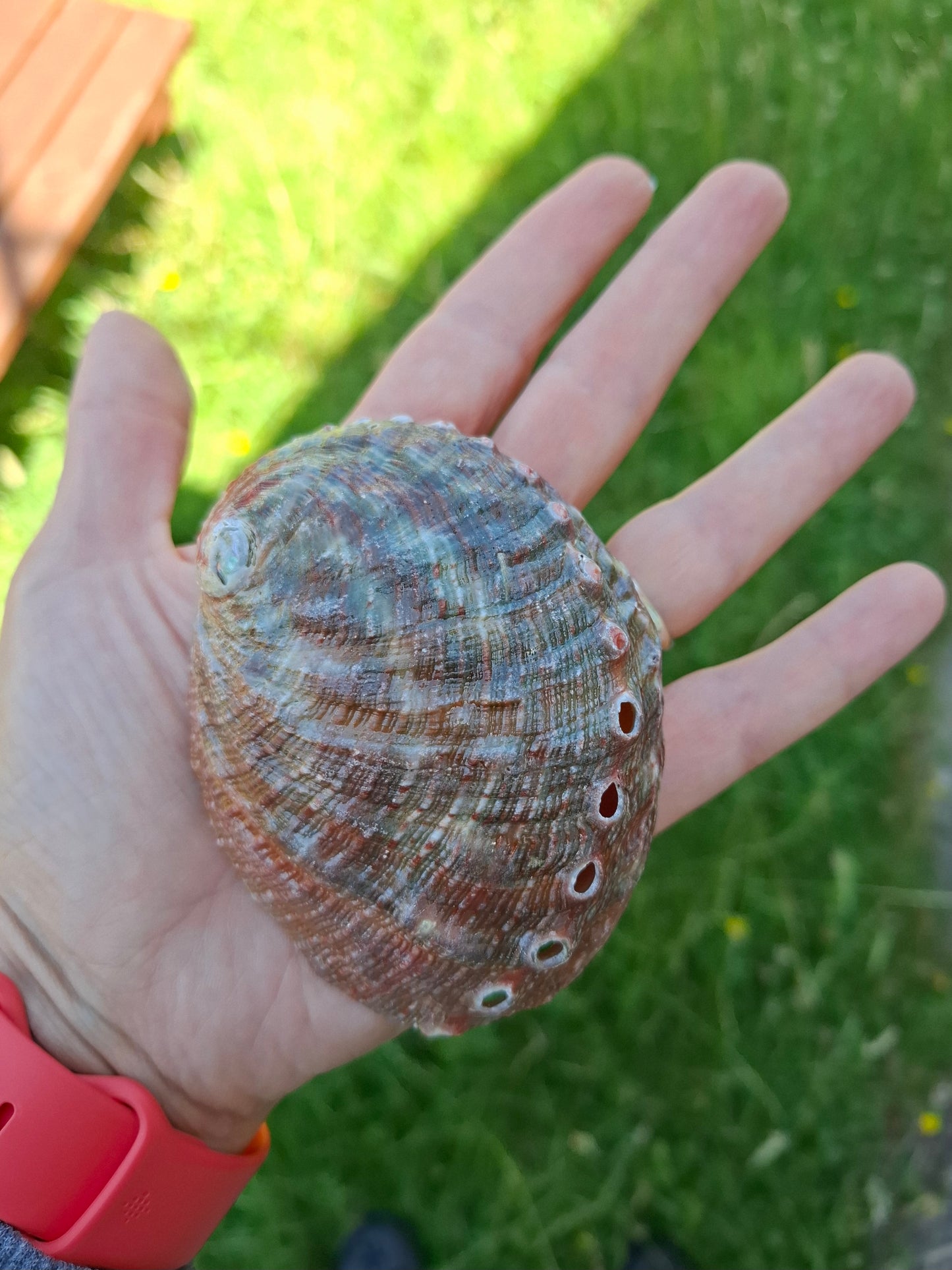Abalone Shell, (Ref: SH3)