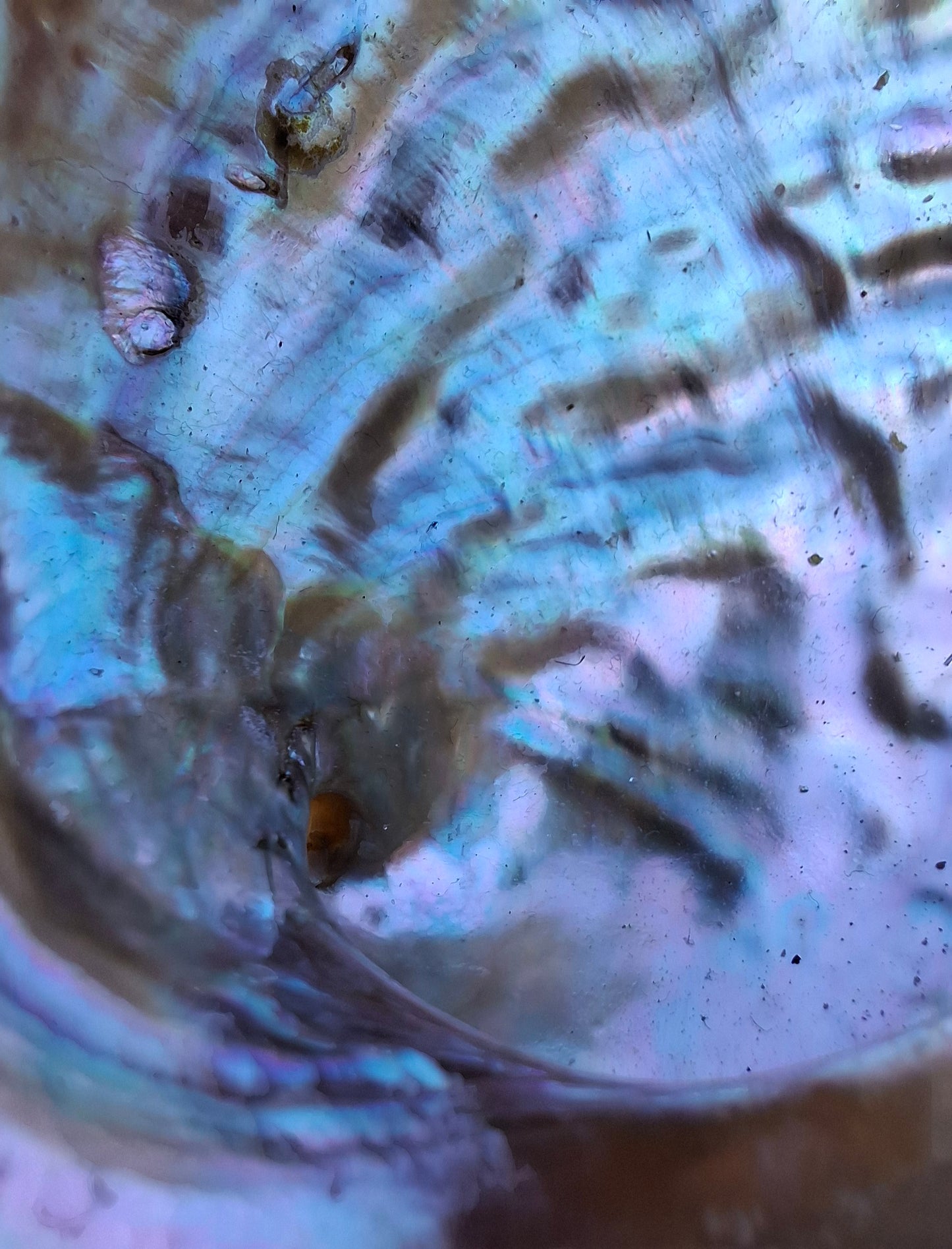 Abalone Shell, (Ref: SH3)