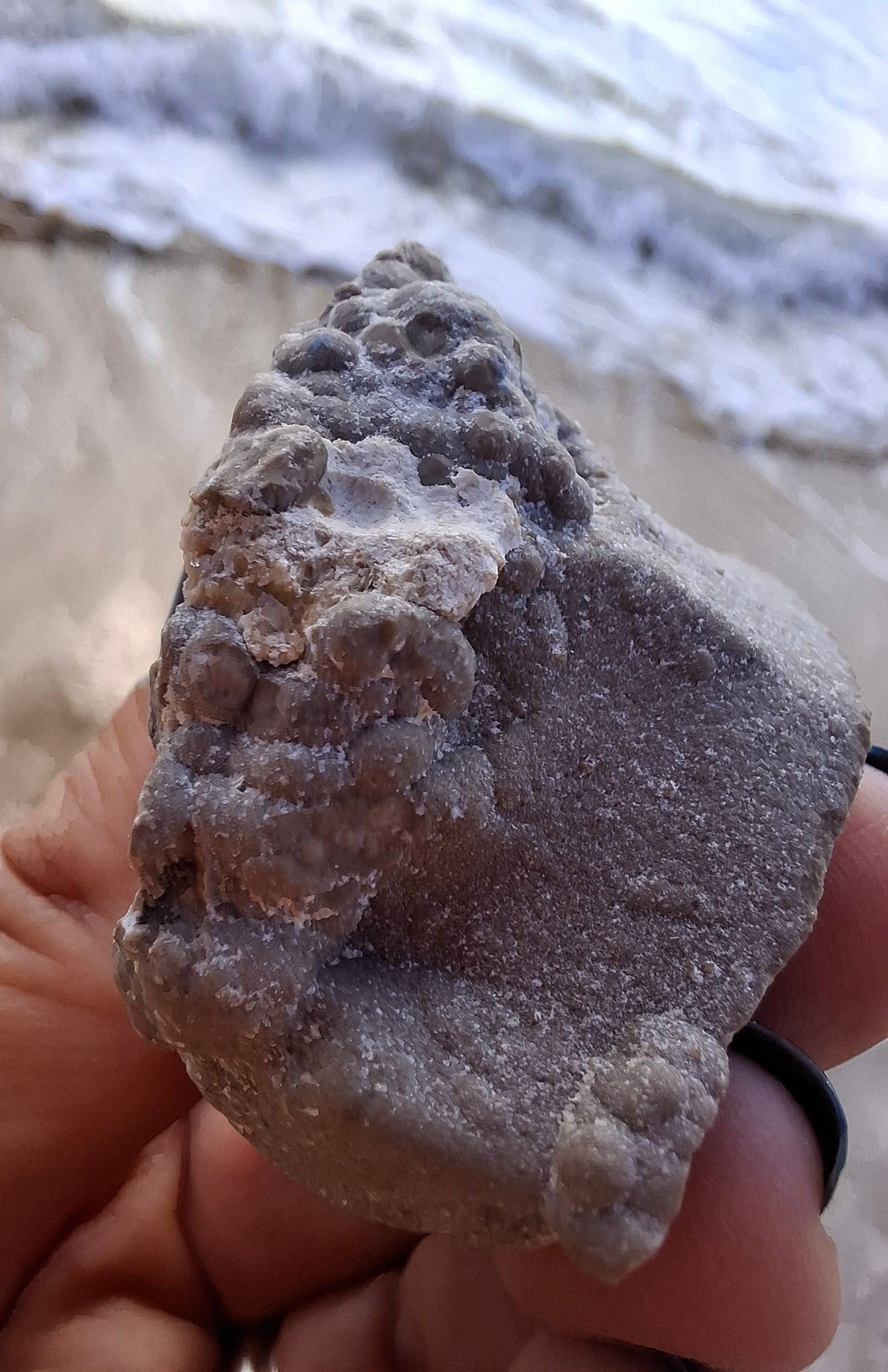 Ammonite Cluster, Fossil (Ref: ACL1)