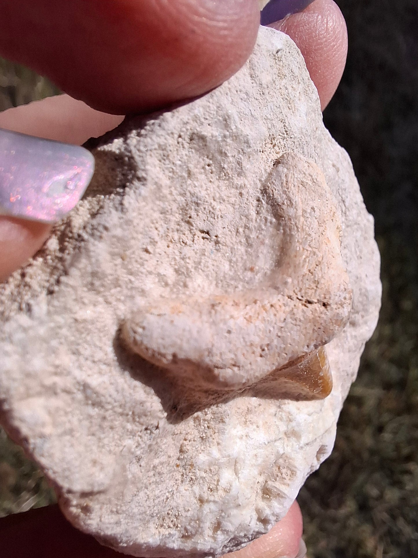 Otodus Shark Tooth in Rock, Fossil (Ref: OT2)