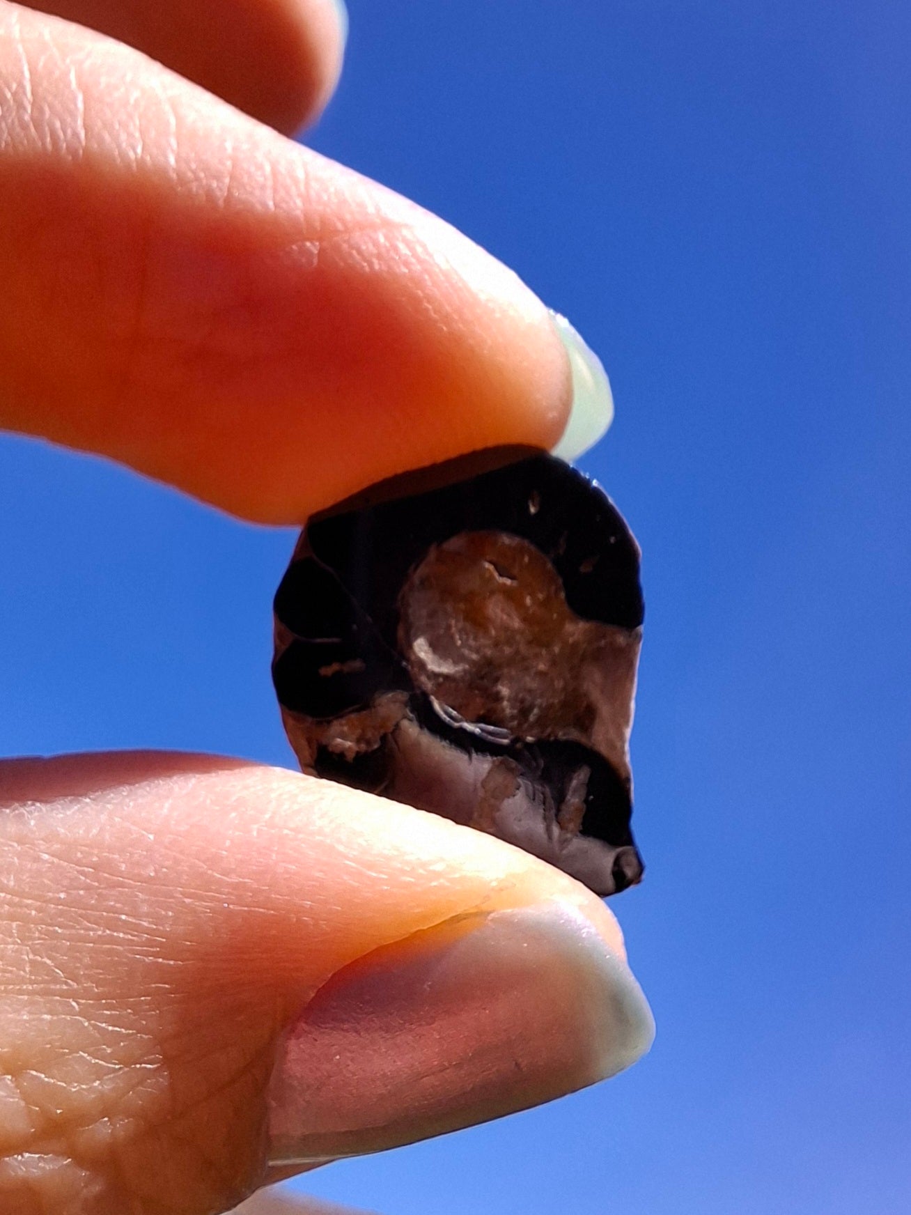 Small Haematite Ammonite Halves BUNDLE, (7 pcs), Fossil (Ref: MA13)