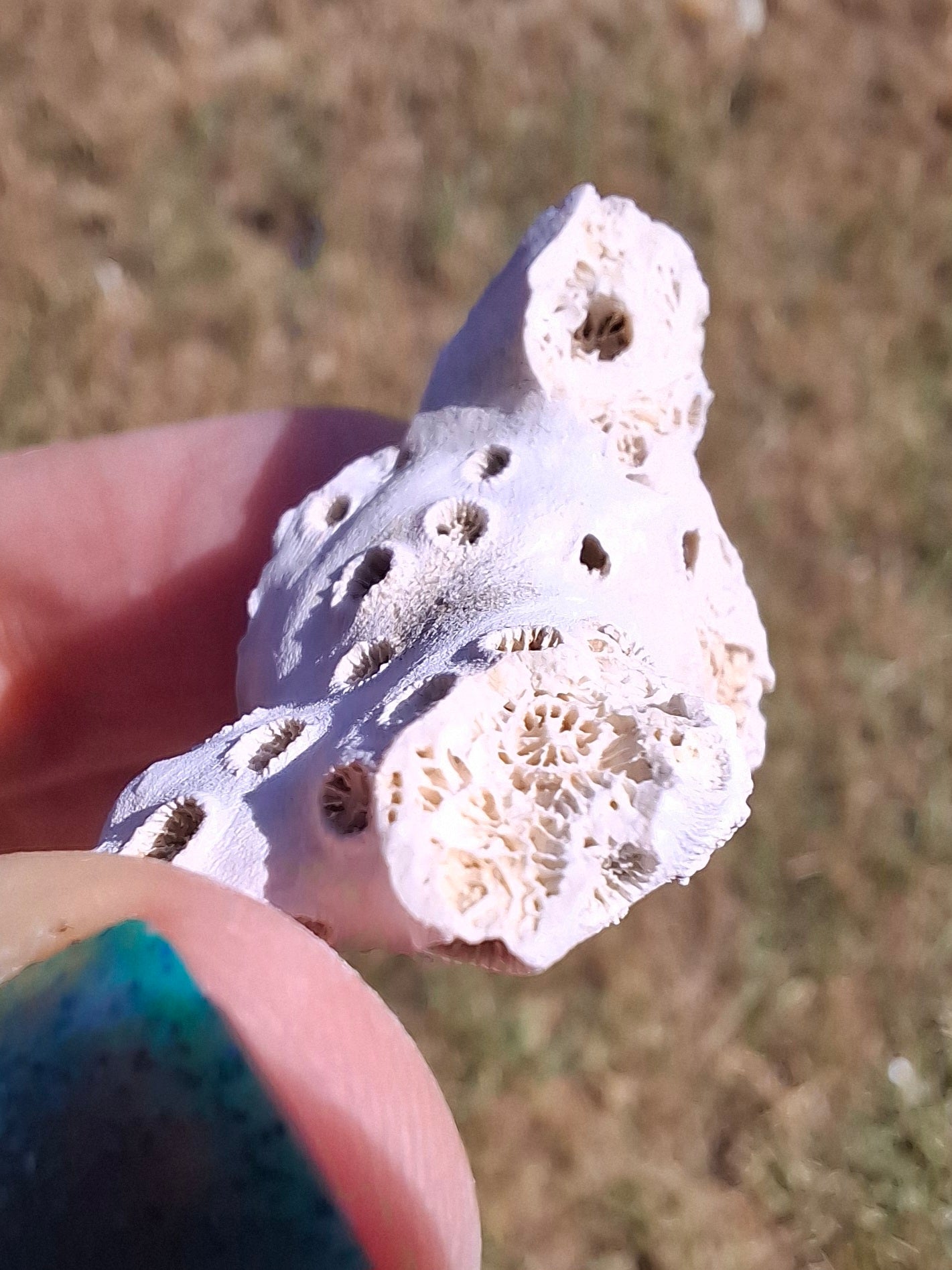 Fossil Coral, (Ref: FC4)