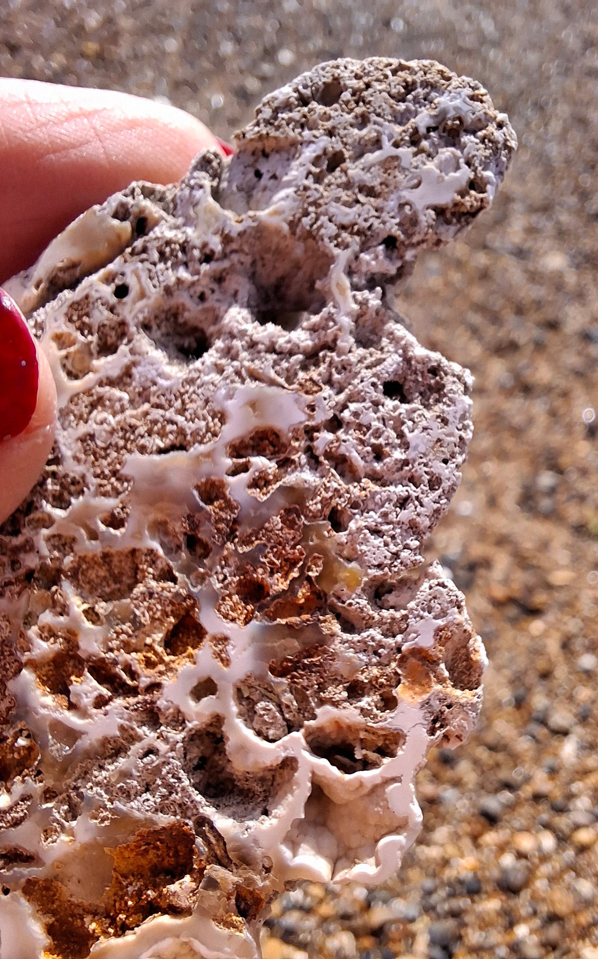 Fossilised Coral replaced by Chalcedony/Agate, Fossil (Ref: FCA2)