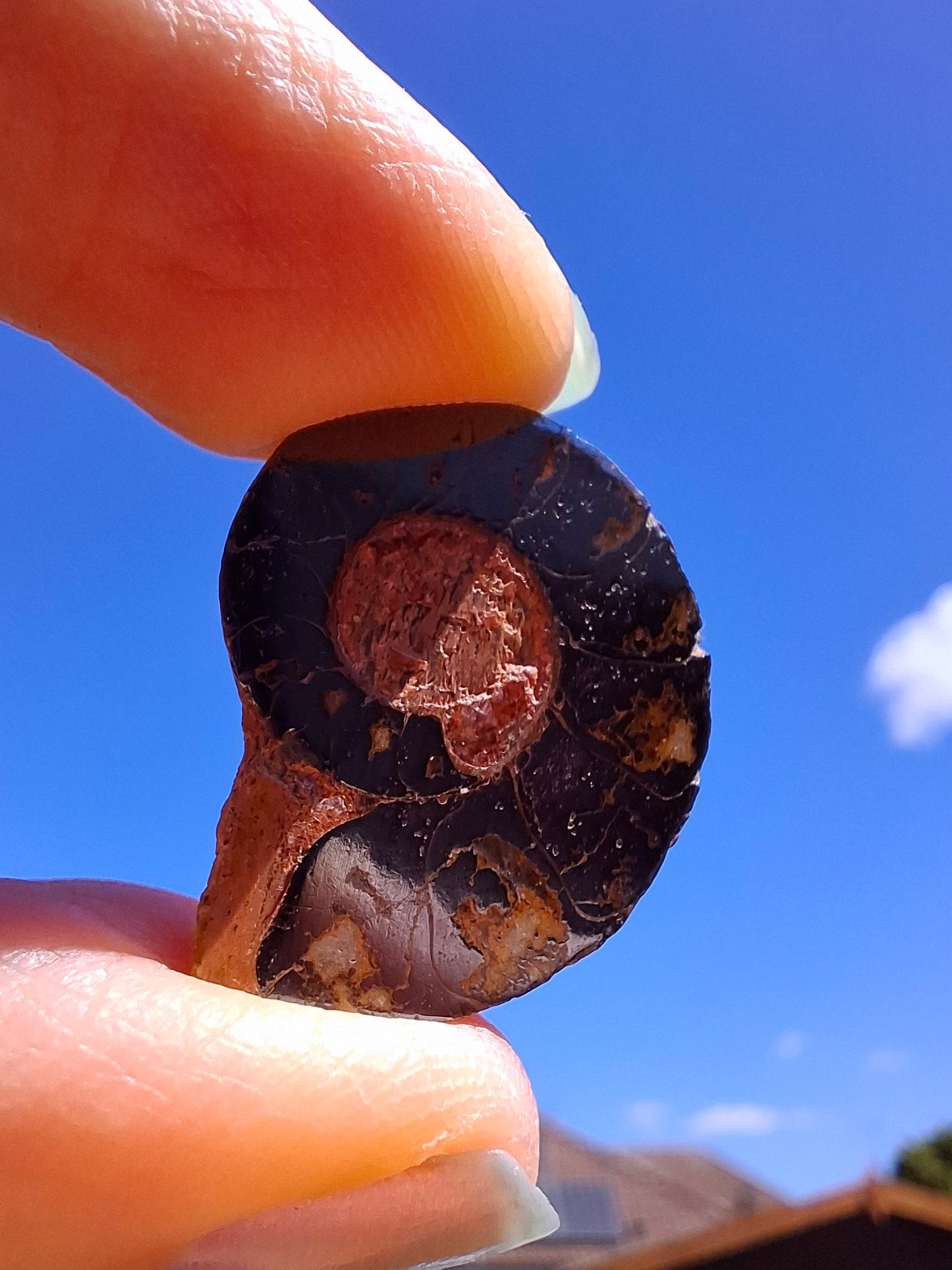 Small Haematite Ammonite HALF, (2.91g), Fossil (Ref: MA1)