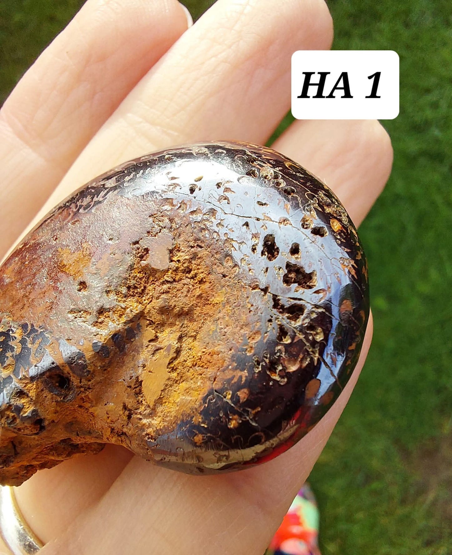 Hematite Ammonite, 21.29g, Fossil (Ref: HA1)