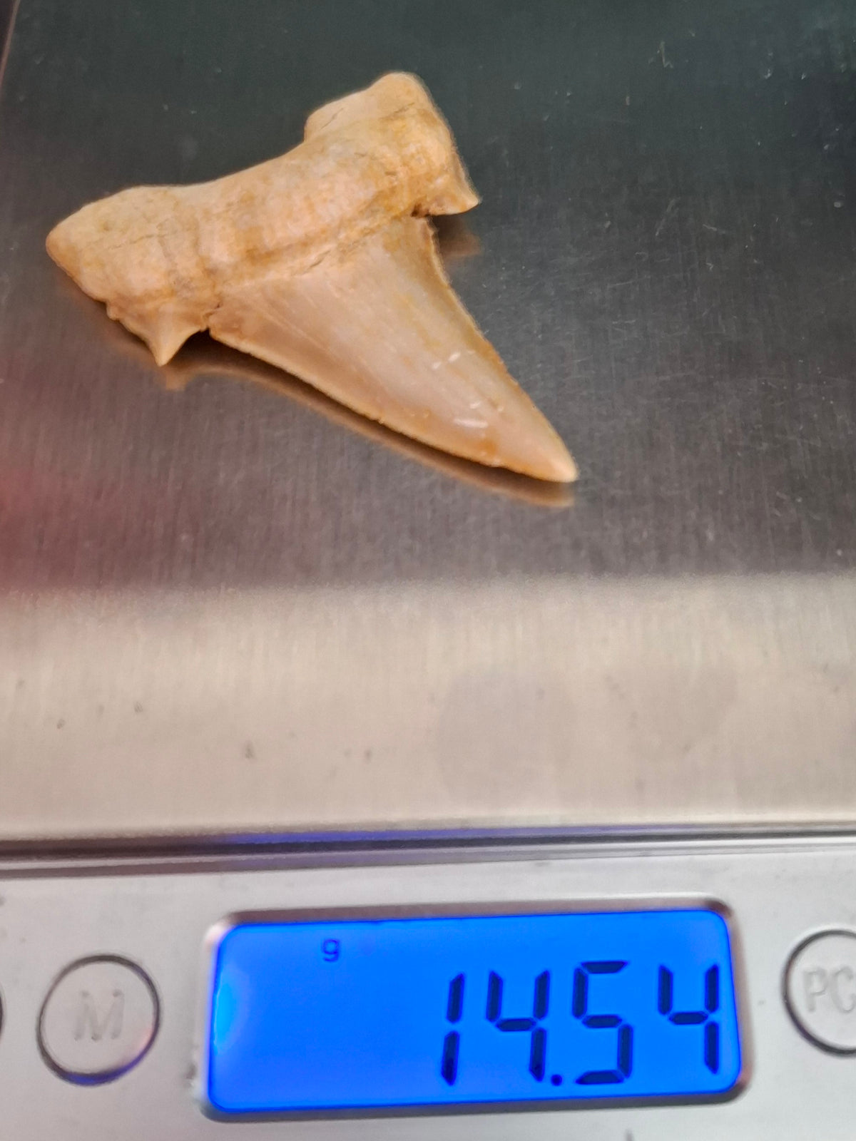 Otodus Shark Tooth, Fossil (Ref: OT6)