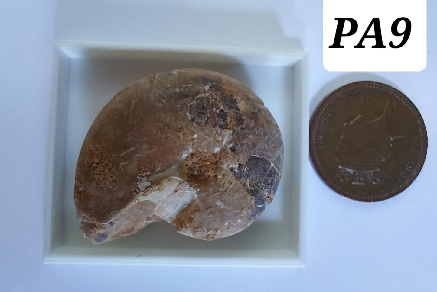 Phylloceras Ammonite, Fossil (Ref: PA9)