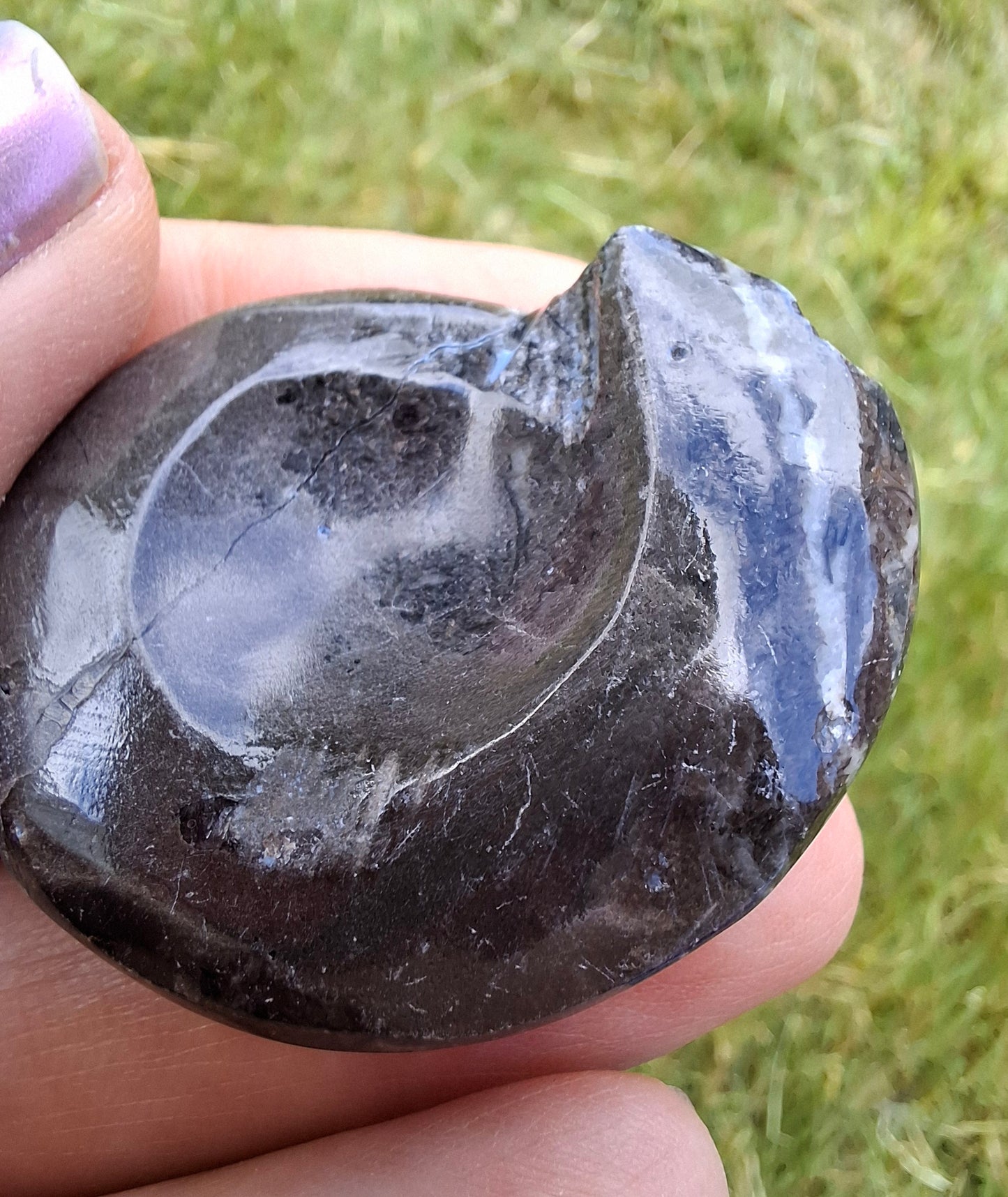 Goniatite, Fossil (Ref: GA6)